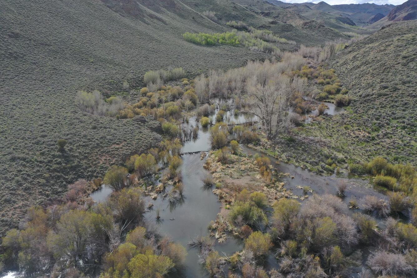 River flowing through sagebrush country with cottonwoods and willows at the edges and in the river. 