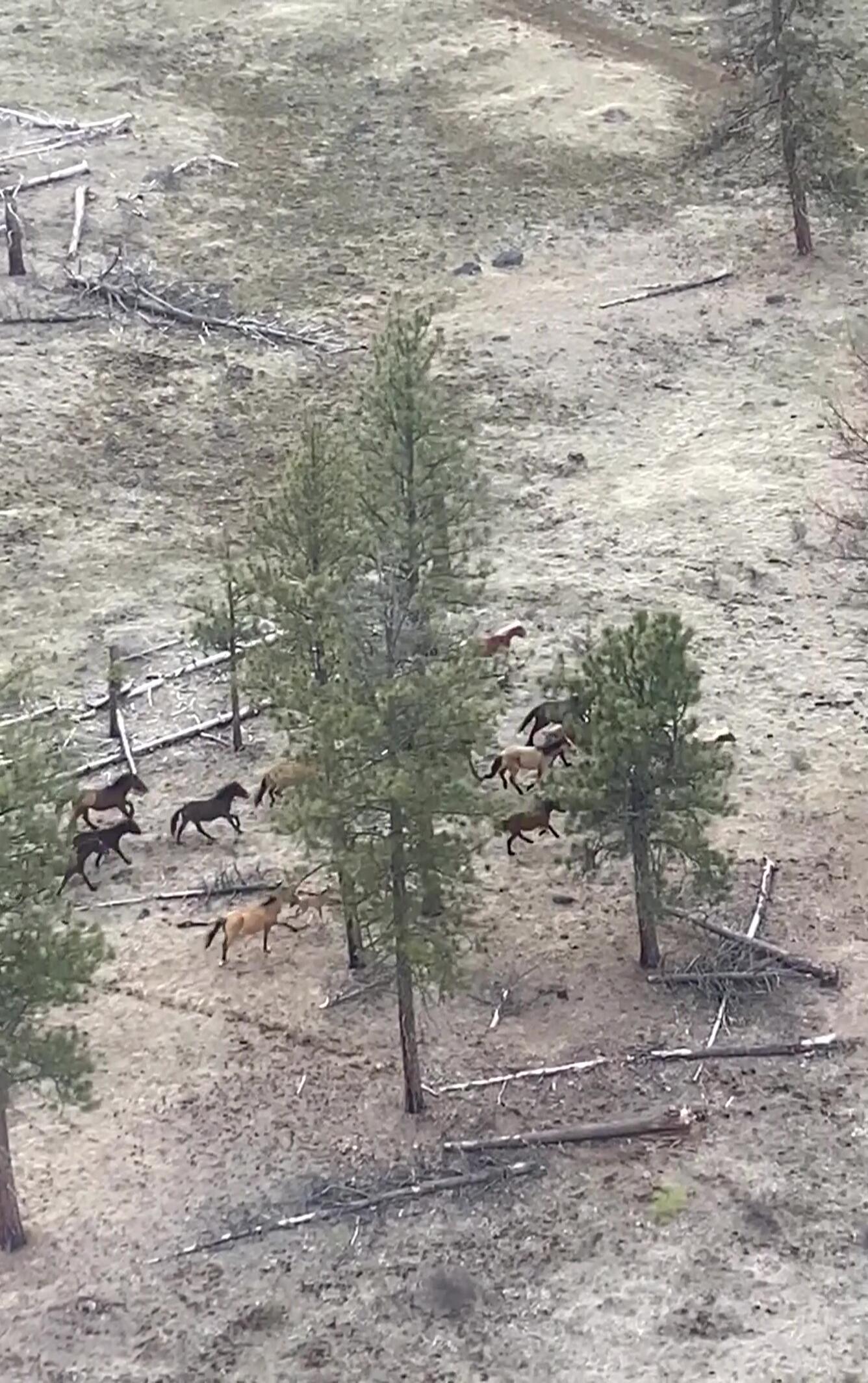 a group of horses running through tall trees and brown grasses
