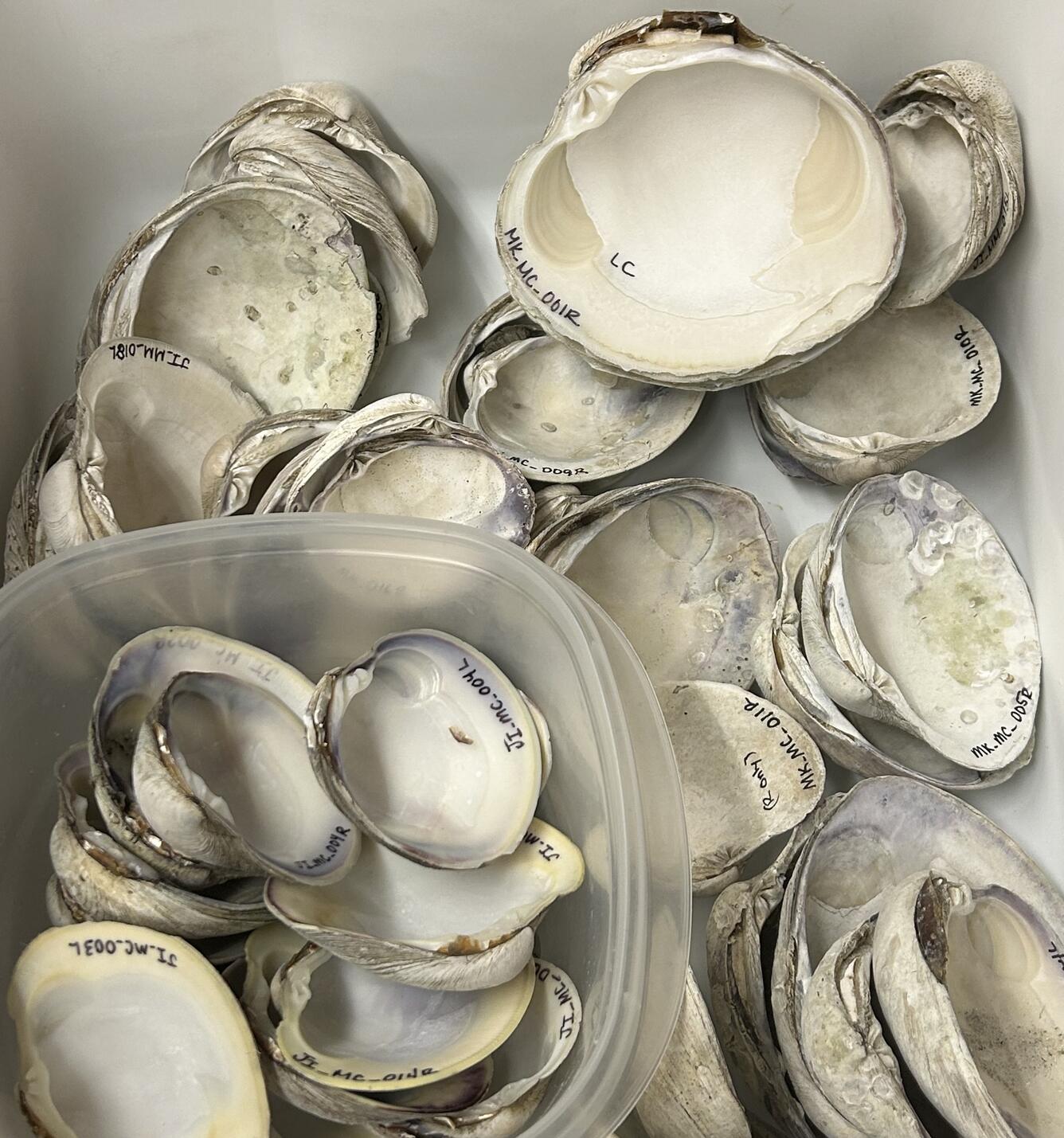 Shells of commercially grown and wild Southern Quahogs (Mercenaria Campechiensis) from Tampa Bay.