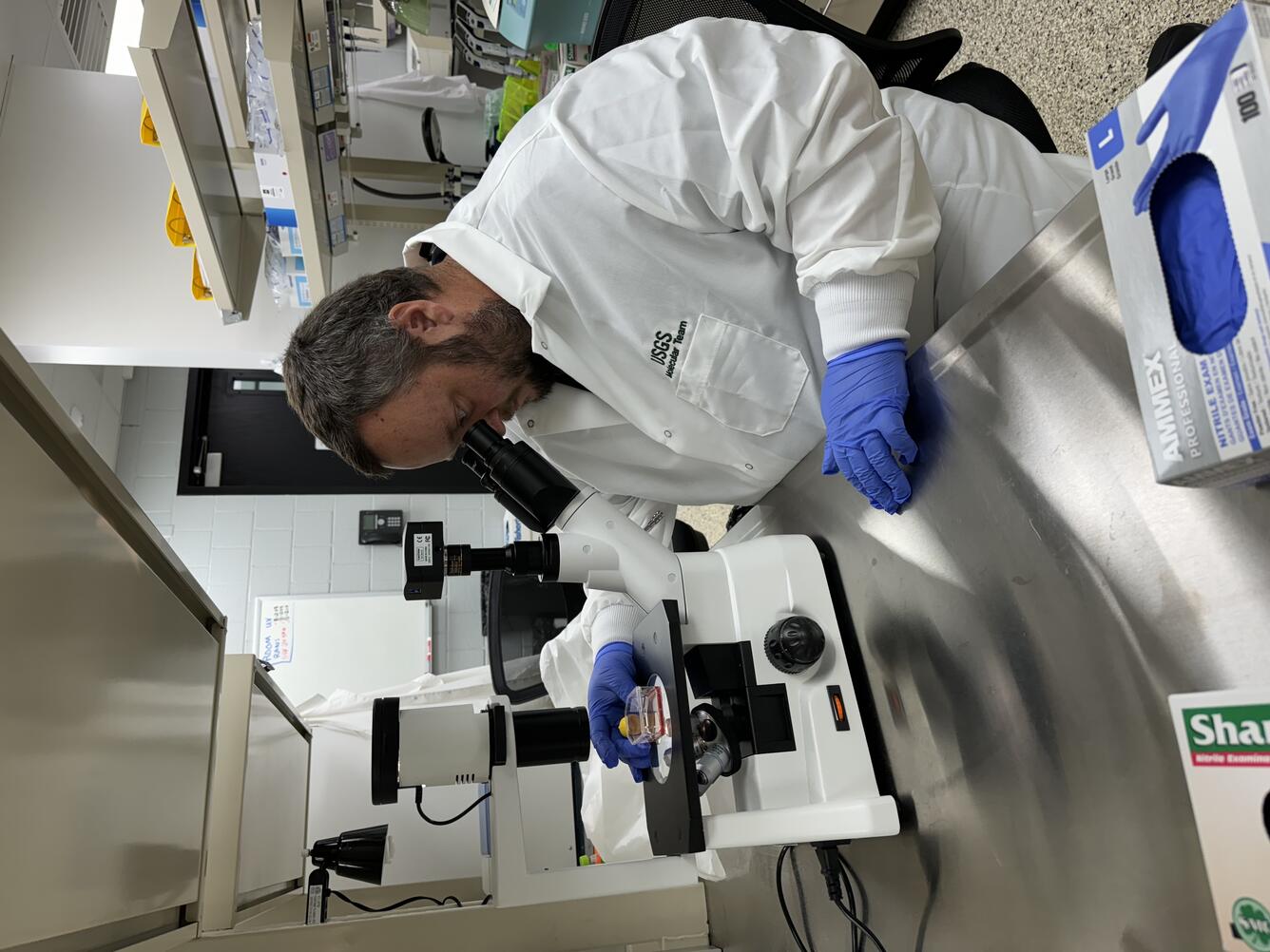 Side view of USGS molecular biologist viewing cultured grass carp cells on an inverted compound light microscope. A man with short brown hair and a beard wearing a white lab coat and blue gloves is looking through an inverted microscope at a plastic cell culture flask with red media inside. The microscope is on a steel lab bench with disposable nitrile gloves in the foreground. Another steel lab bench with shelves holding boxes is in the background as well as a whiteboard and doorway on the wall.