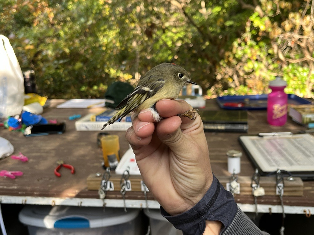 small bird, held between fingers, with many table objects in background