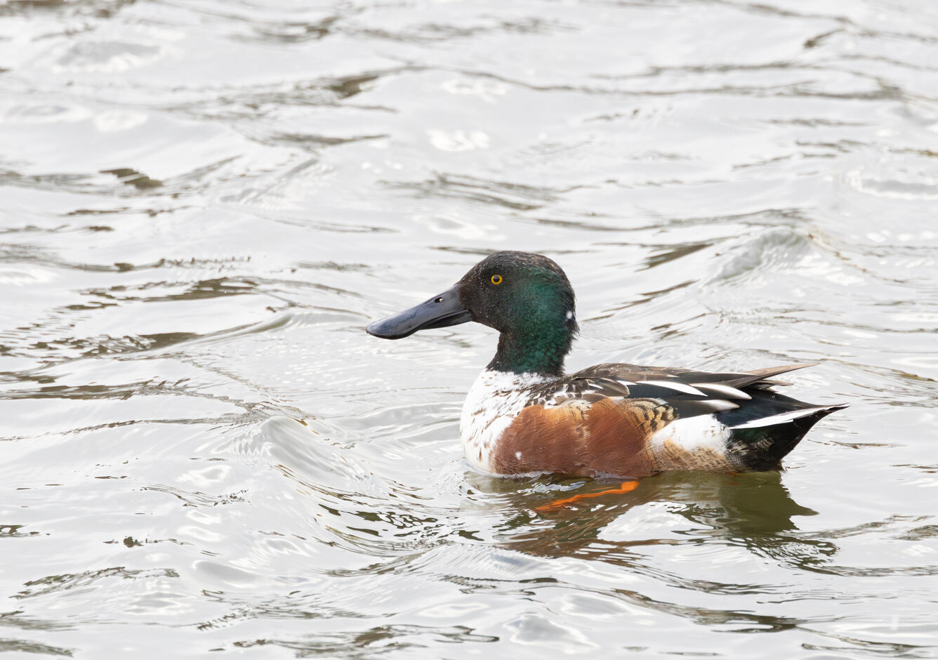 A brown, white and green duck swimming
