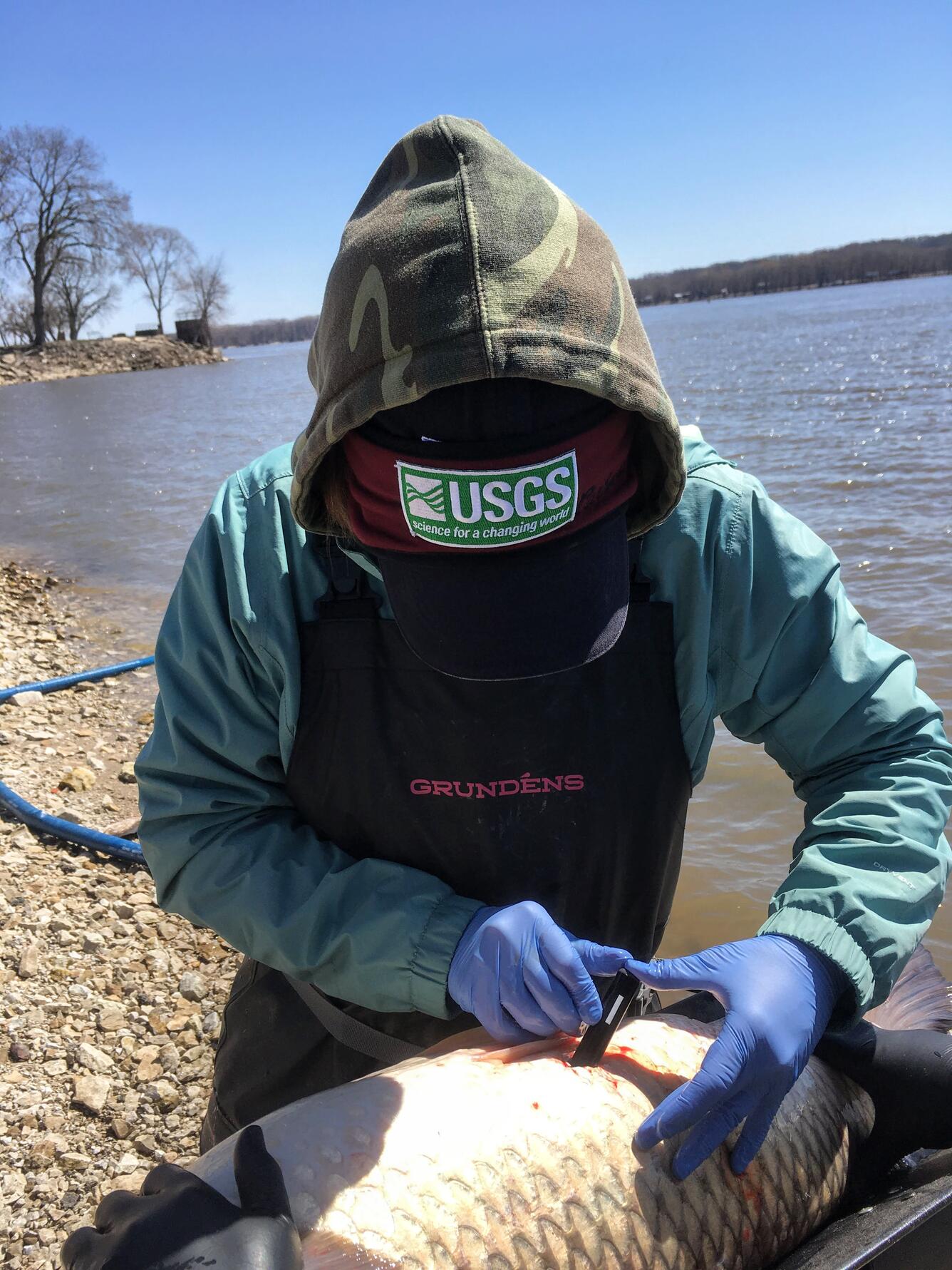 USGS Biologist inserts an acoustic transmitter into a fish.
