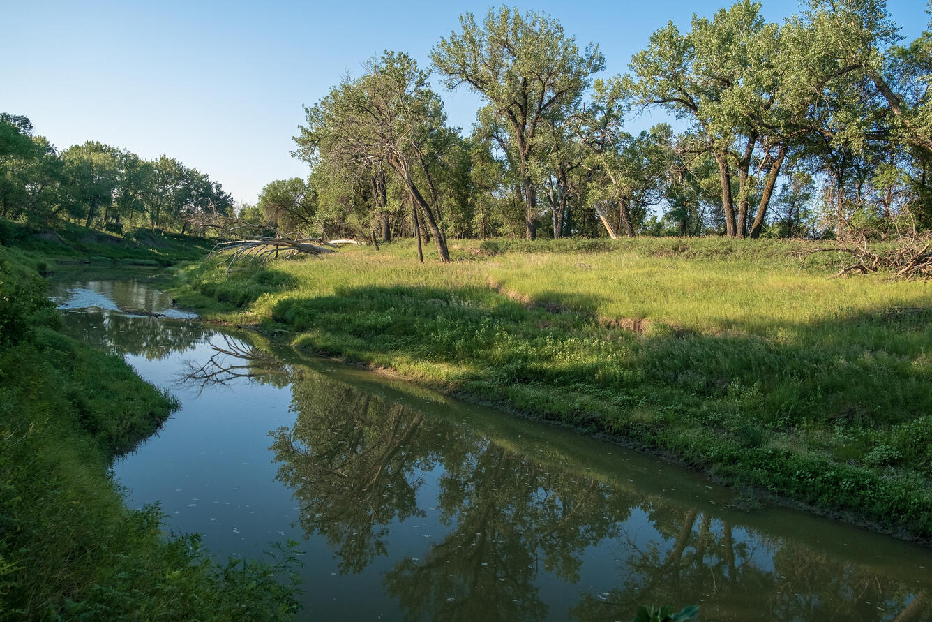 Cottonwood trees line the riverbank of the Milk River in summer.