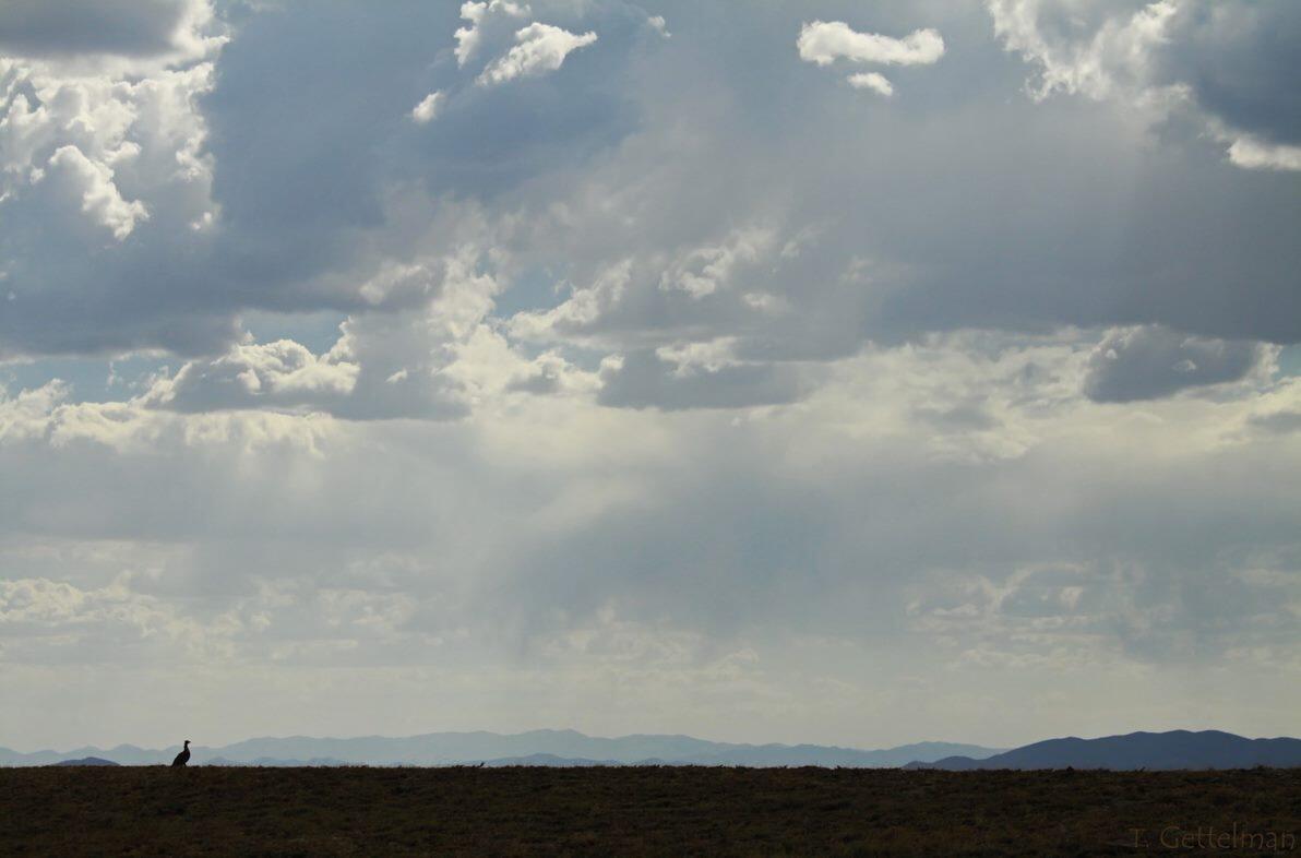 Sage grouse in the lower left hand corner. There are large fields and mountains in the background. 