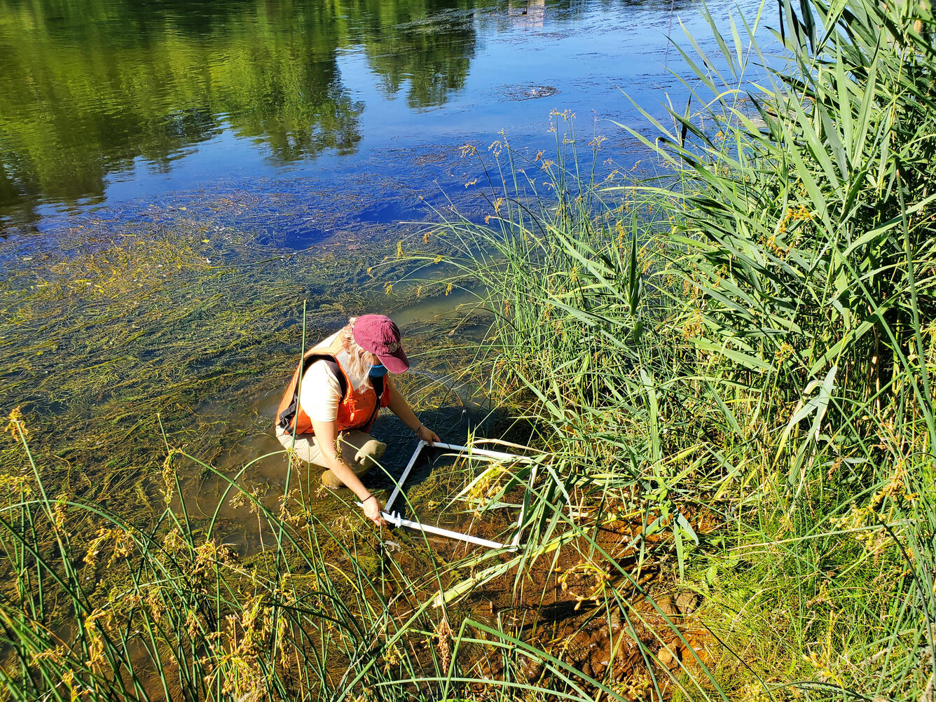 Monitoring Phragmites in the Rouge River in Ypsilanti, MI