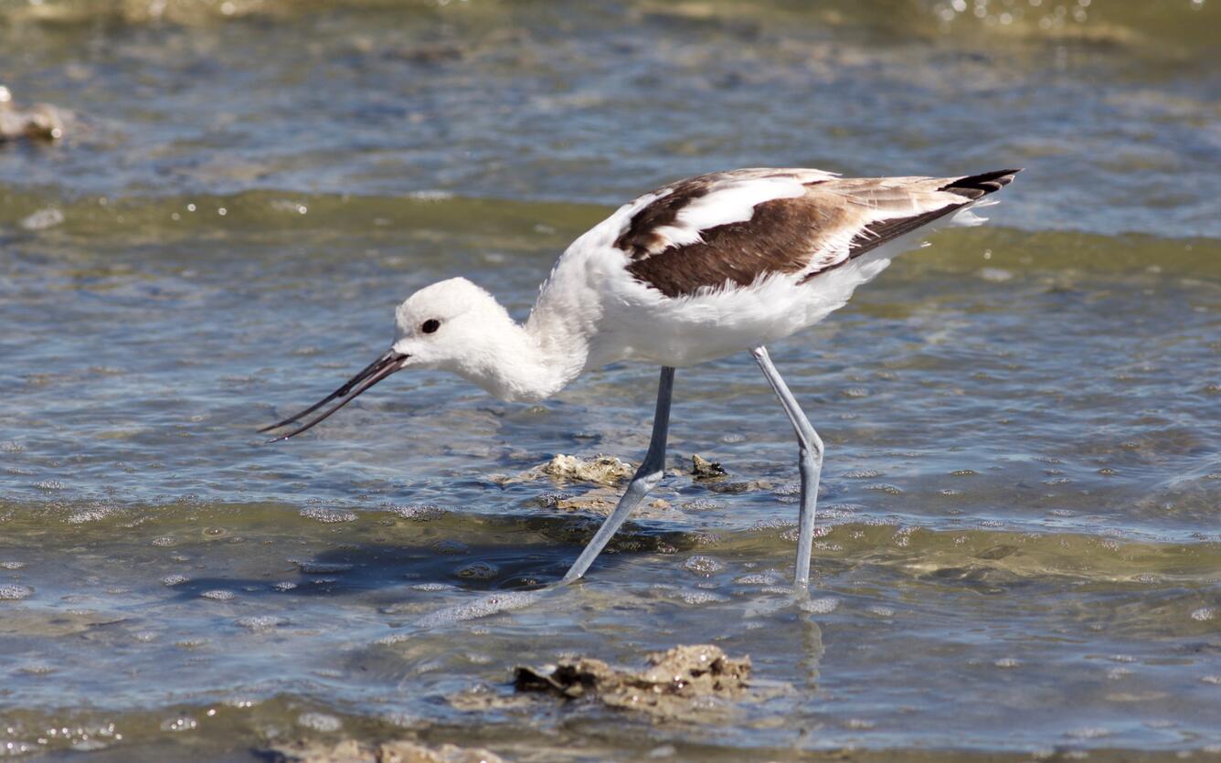 Medium sized bird, long legs, white body w/ brown feathers, long slightly hooked beak