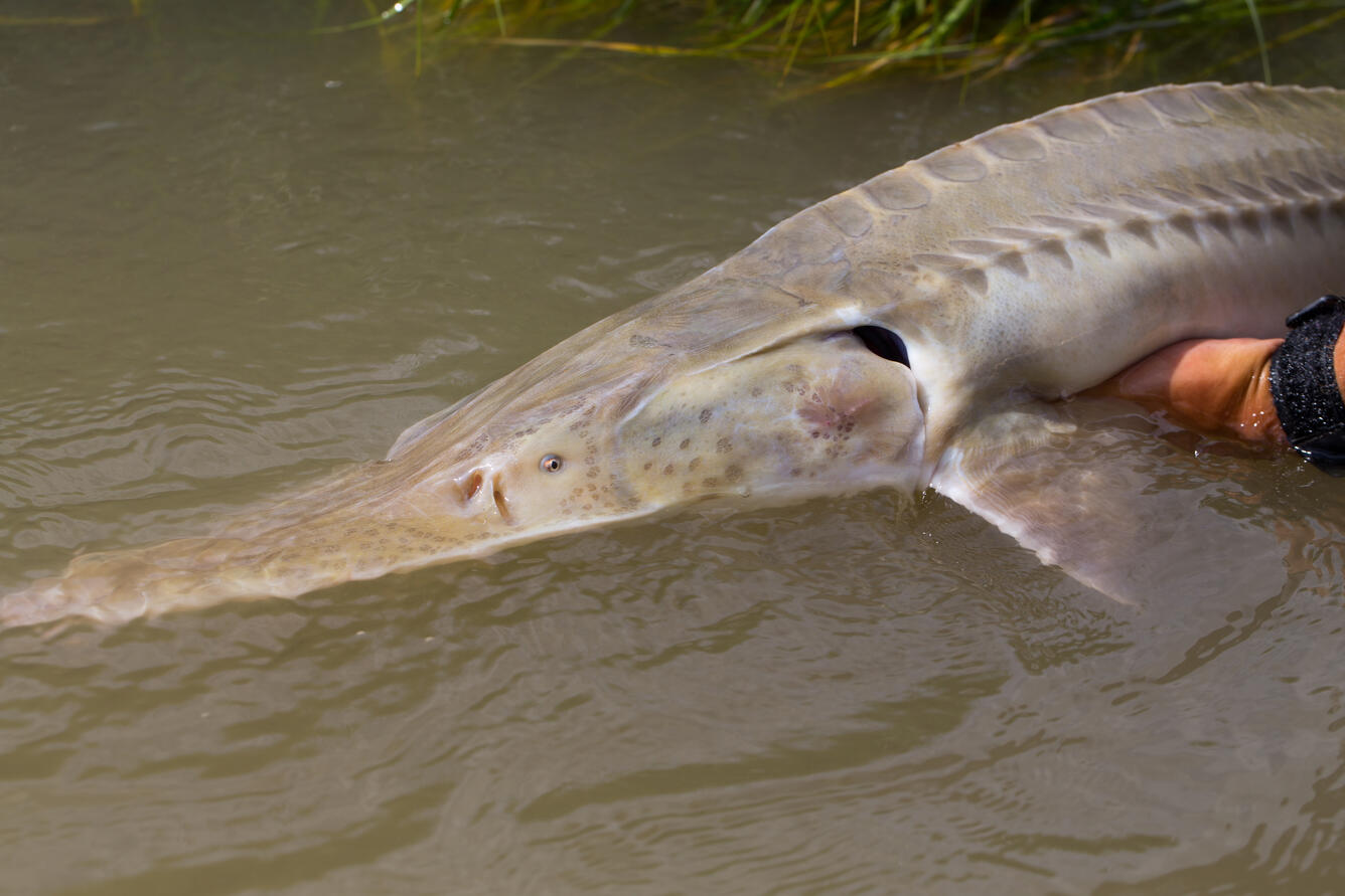 pallid sturgeon fish