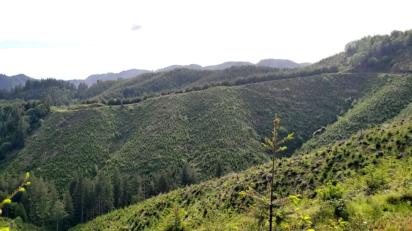 grasses, shrubs and trees cover hillslopes