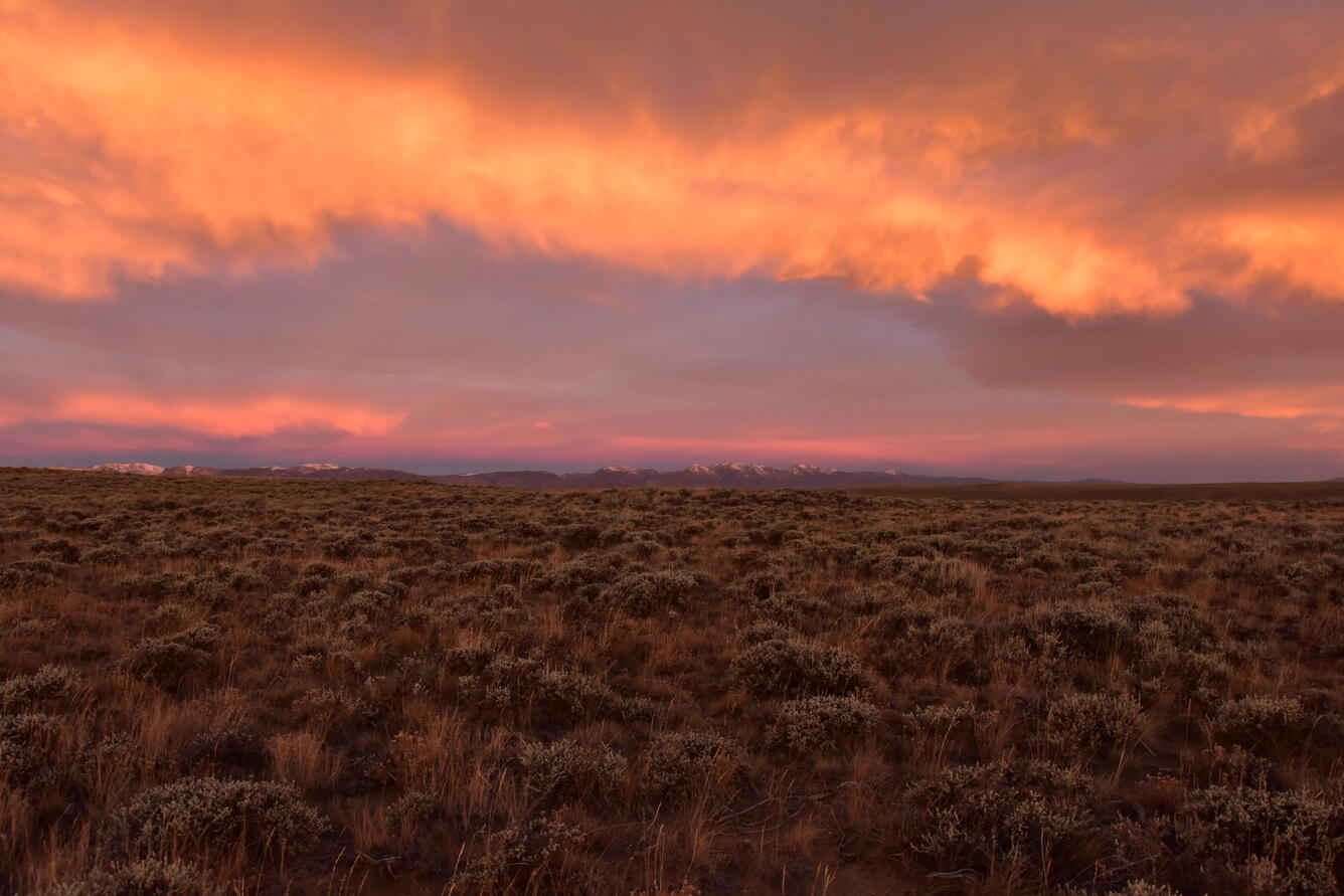 field of sagebrush with mountains and sunrise in the background