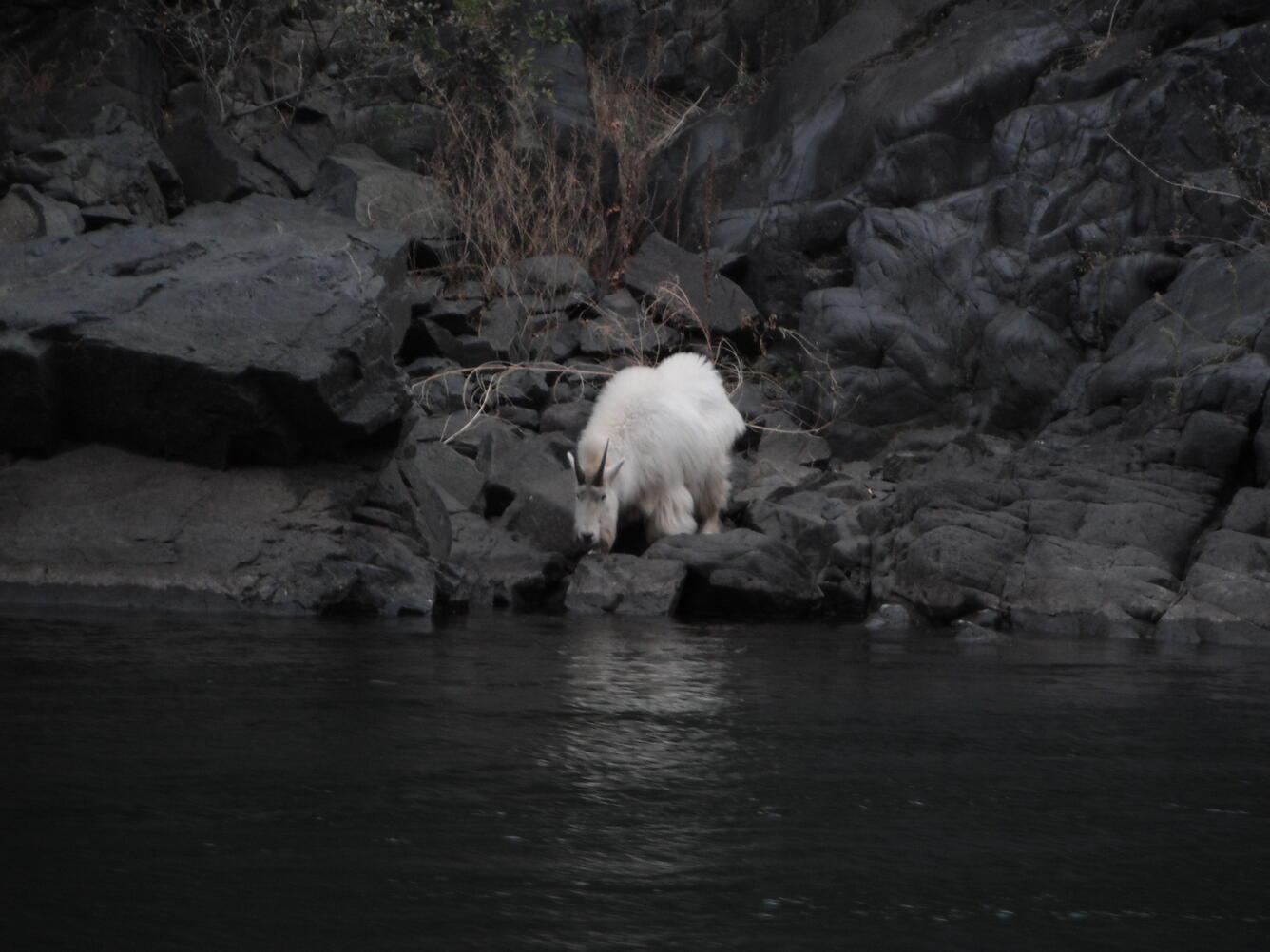  mountain goat in the upper reach Snake River below Hells Canyon dam and Seven Devils mountains drinking water