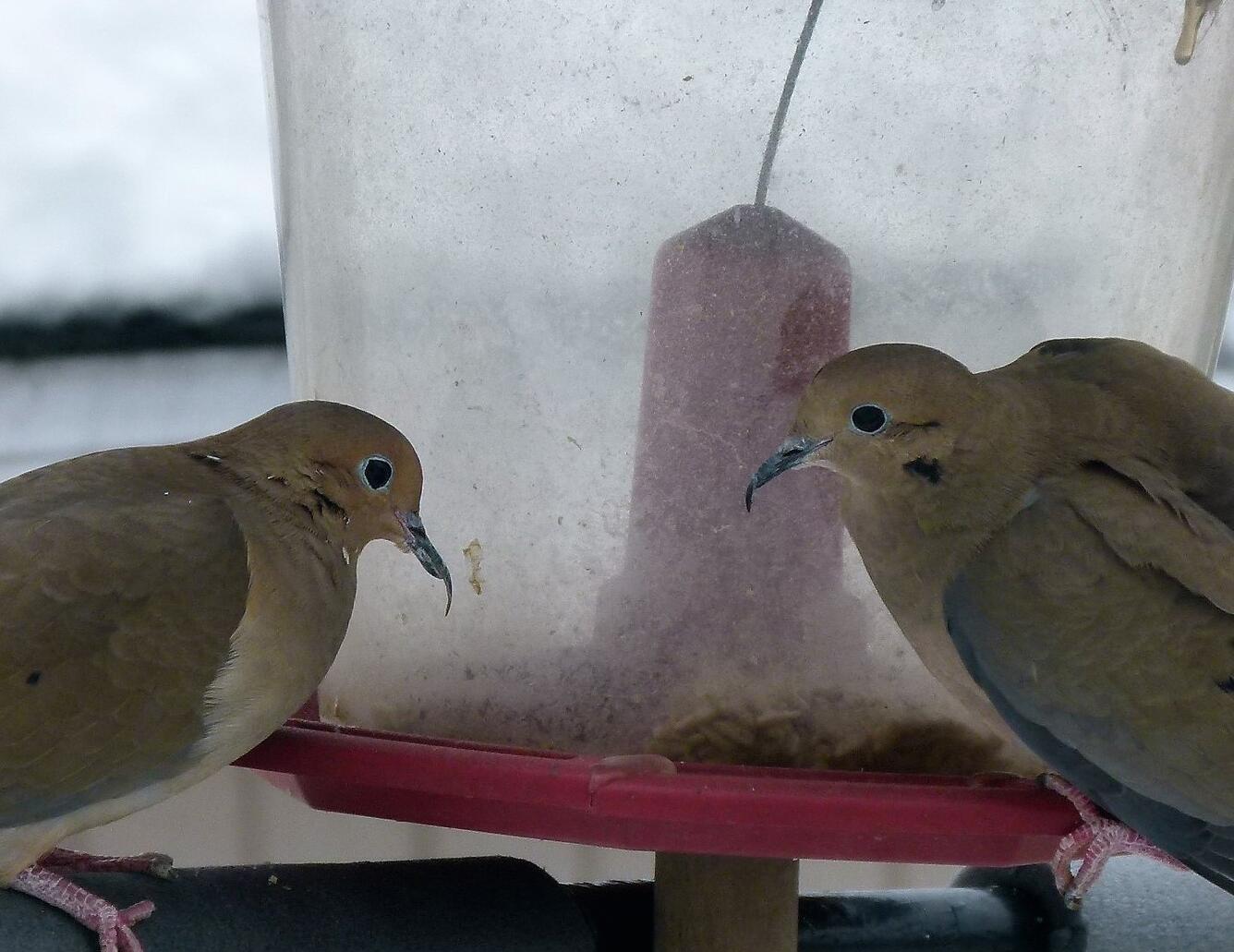 Two brown and buffy-colored birds with elongated black beaks perched at a bird feeder.