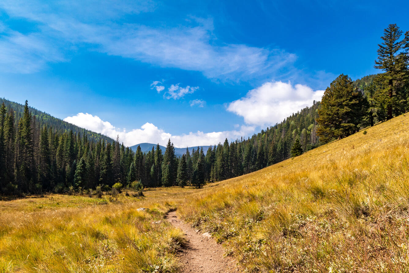A hiking trail on Mt. Baldy, AZ