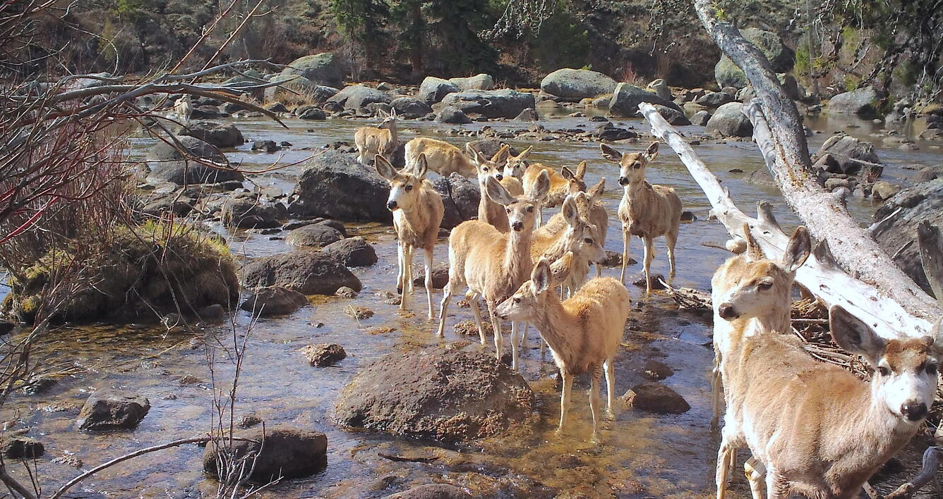 A group of deer walk in a shallow stream in a sparsely vegetated area