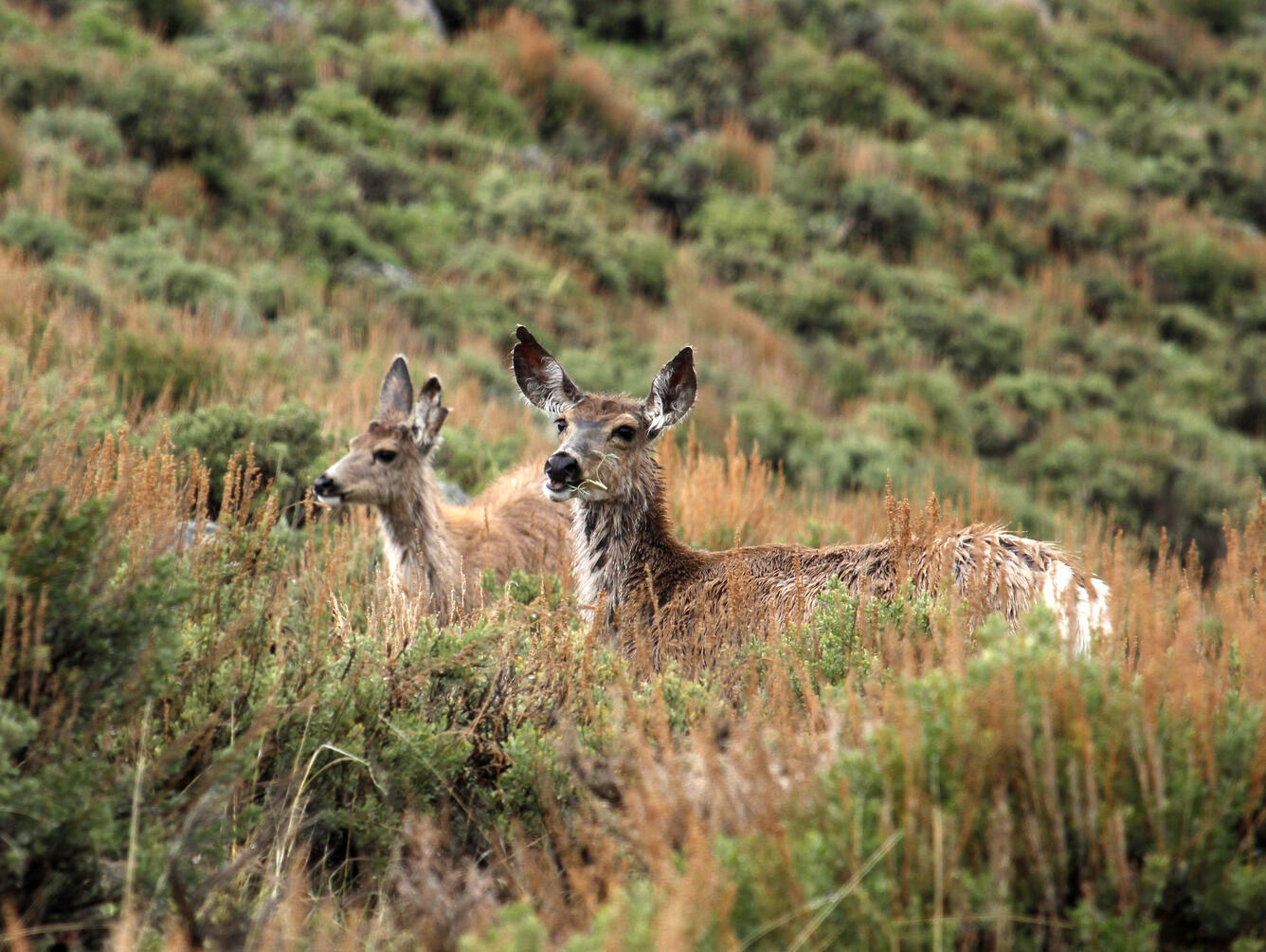 Two mule deer stand in tall vegetation and eat plants