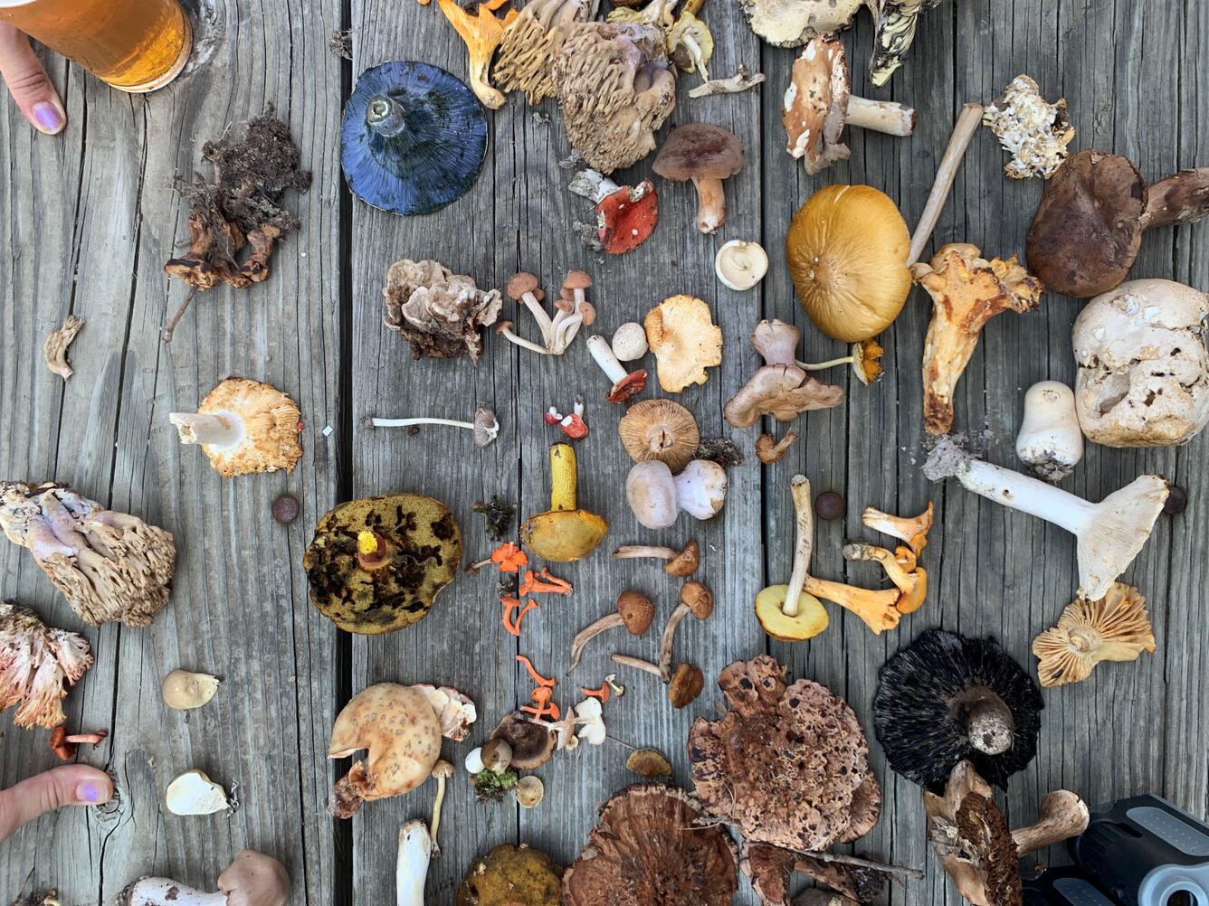 Wild Fungi Displayed on Table