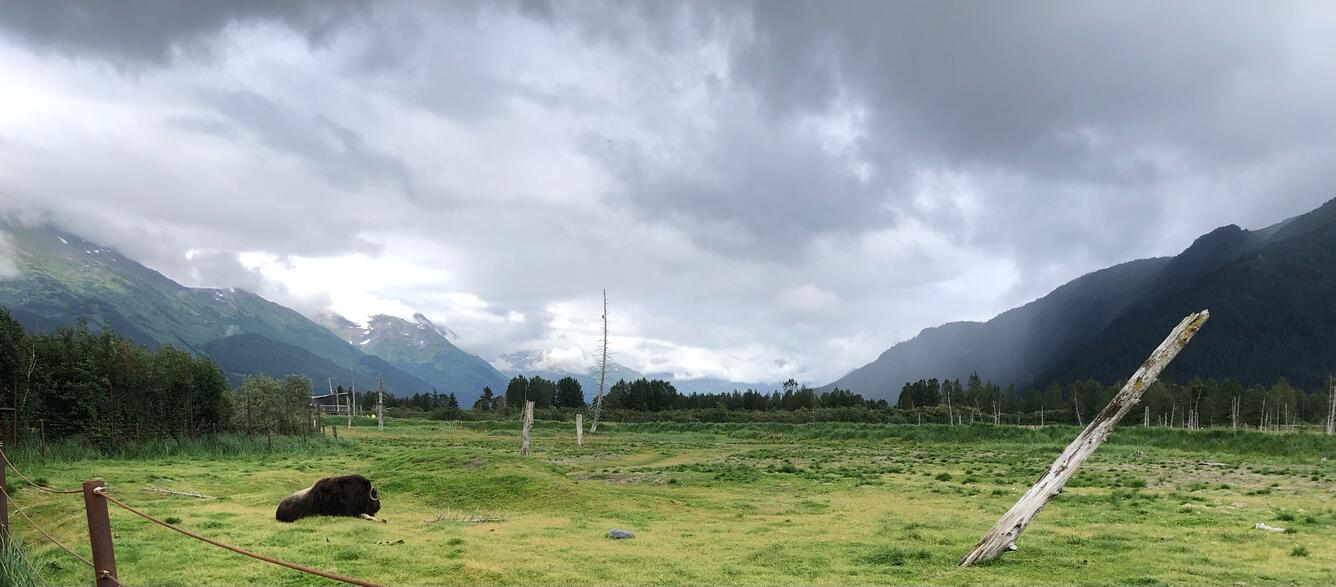 photo of a muskox sitting in a field, mountains and clouds in the background
