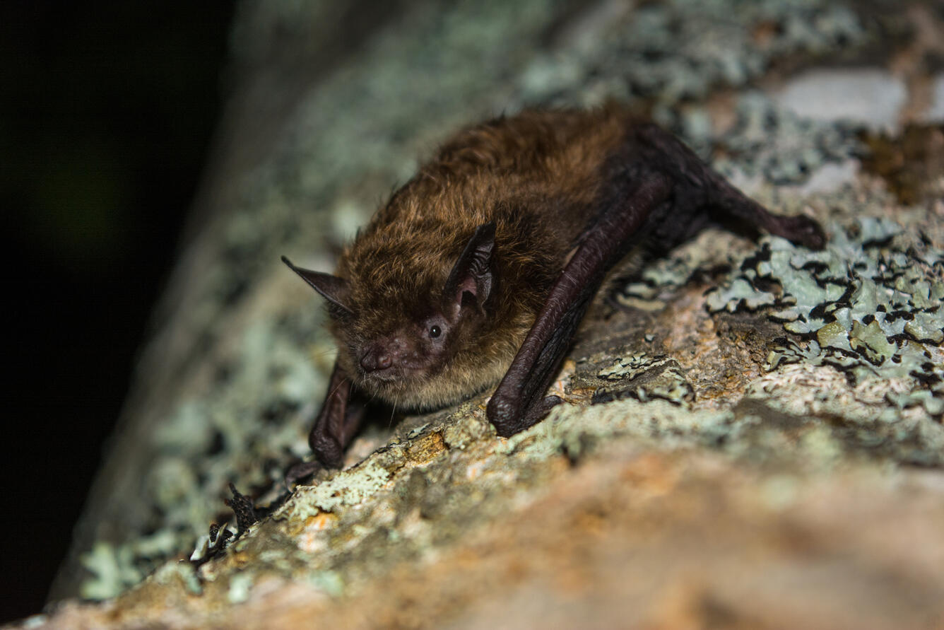 close-up of a brown bat on lichens on a tree trunk