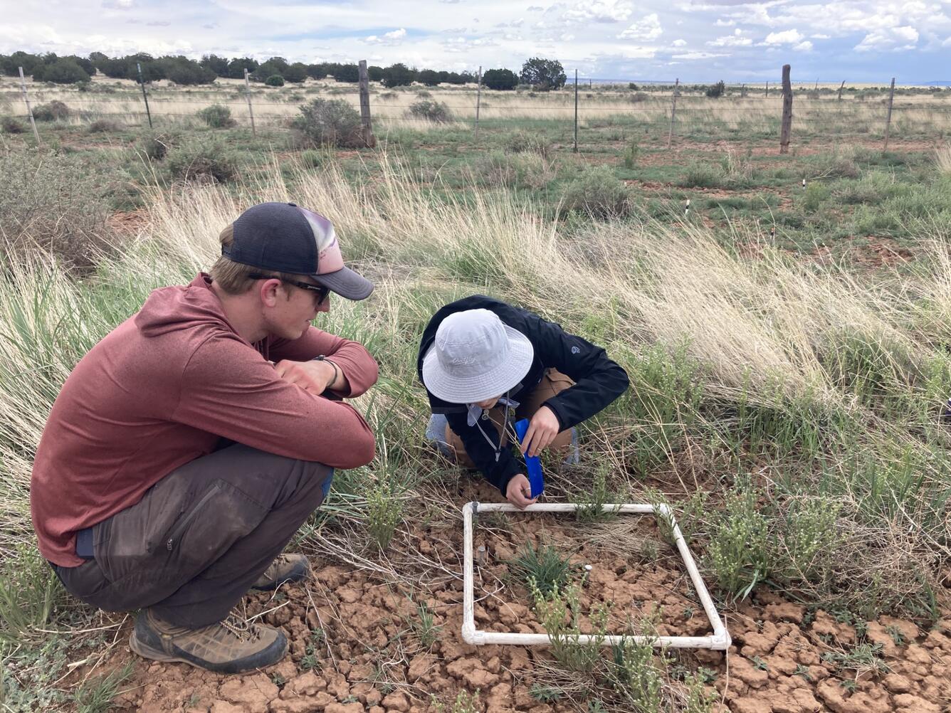 Northern Arizona University graduate students monitor seedling emergence in a northern Arizona RestoreNet site