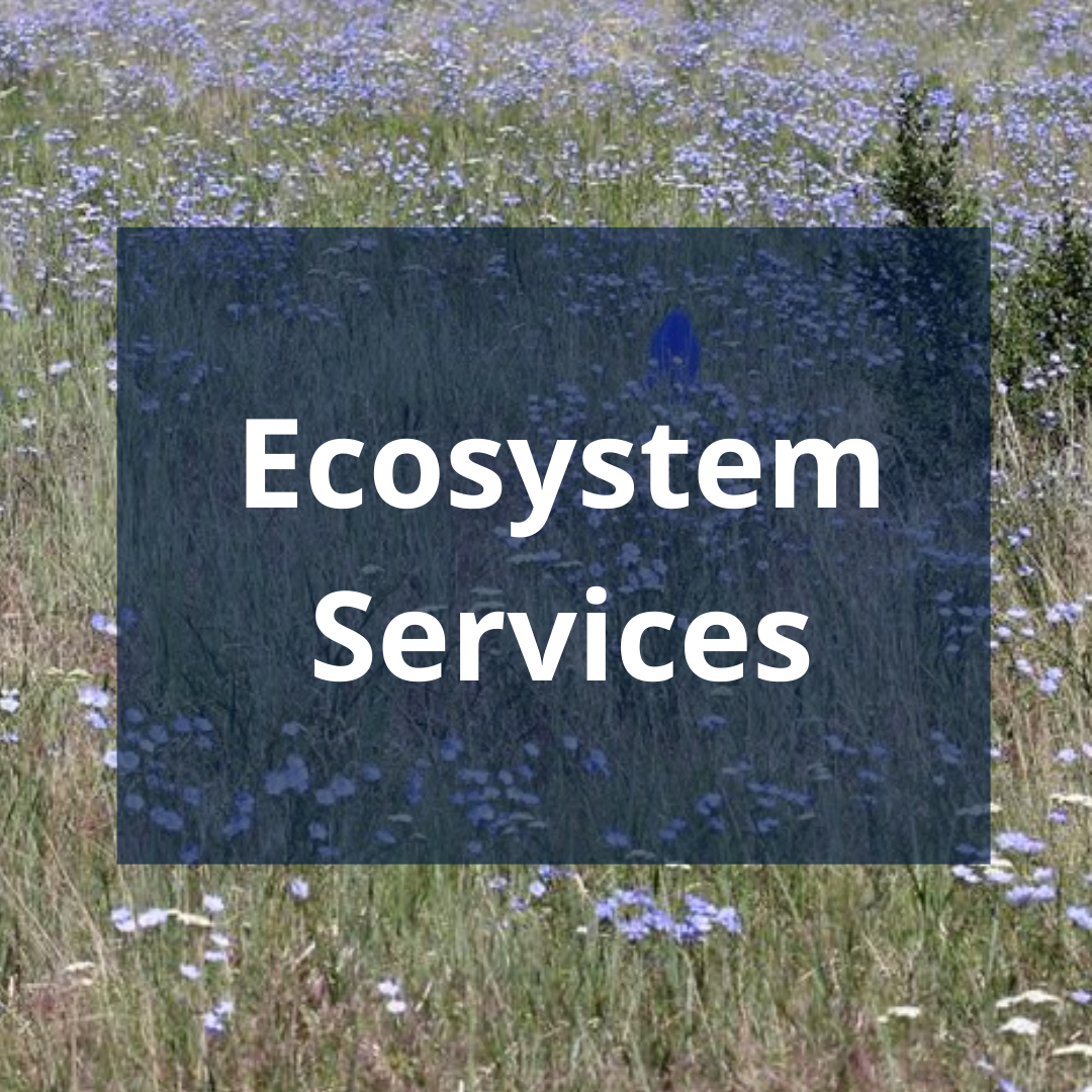 Ecosystem Services