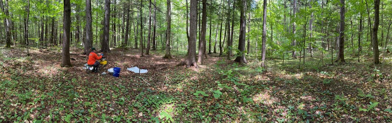 A panoramic image of someone in a bright red shirt taking soil samples in a forest. 