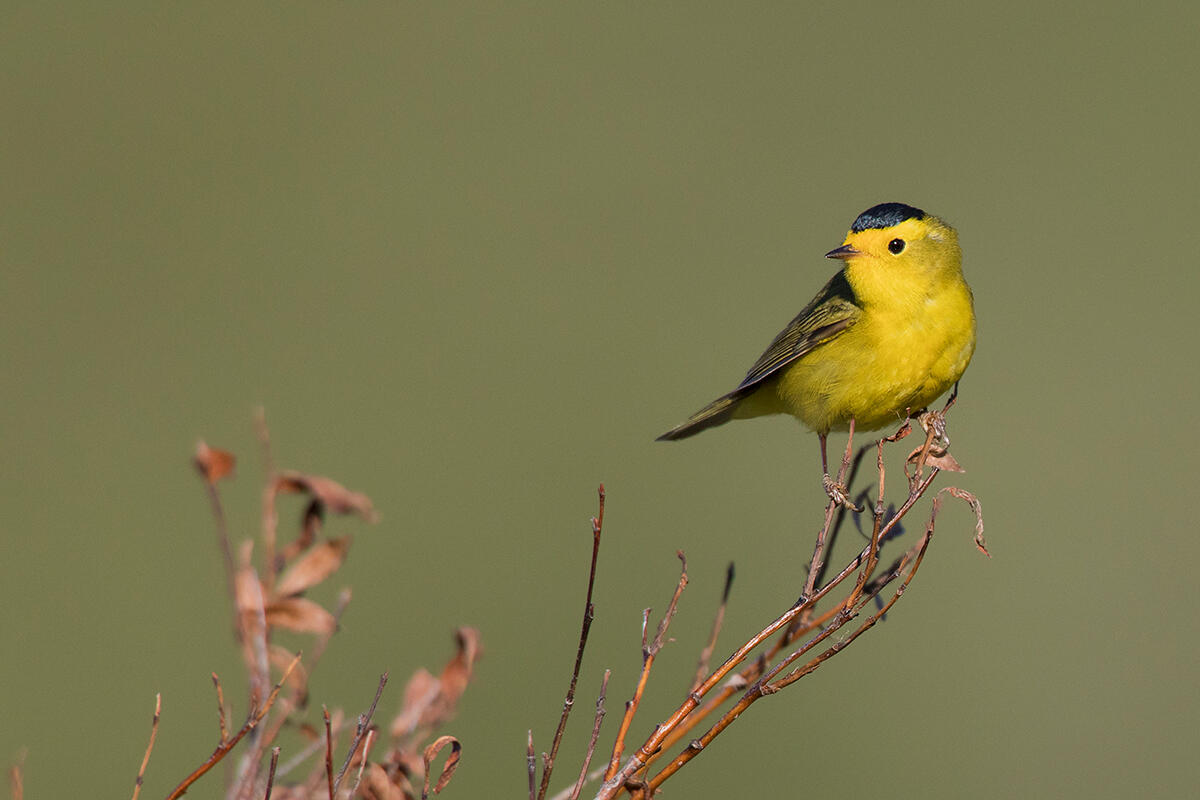 Wilson's Warbler on the Seward Peninsula in Alaska