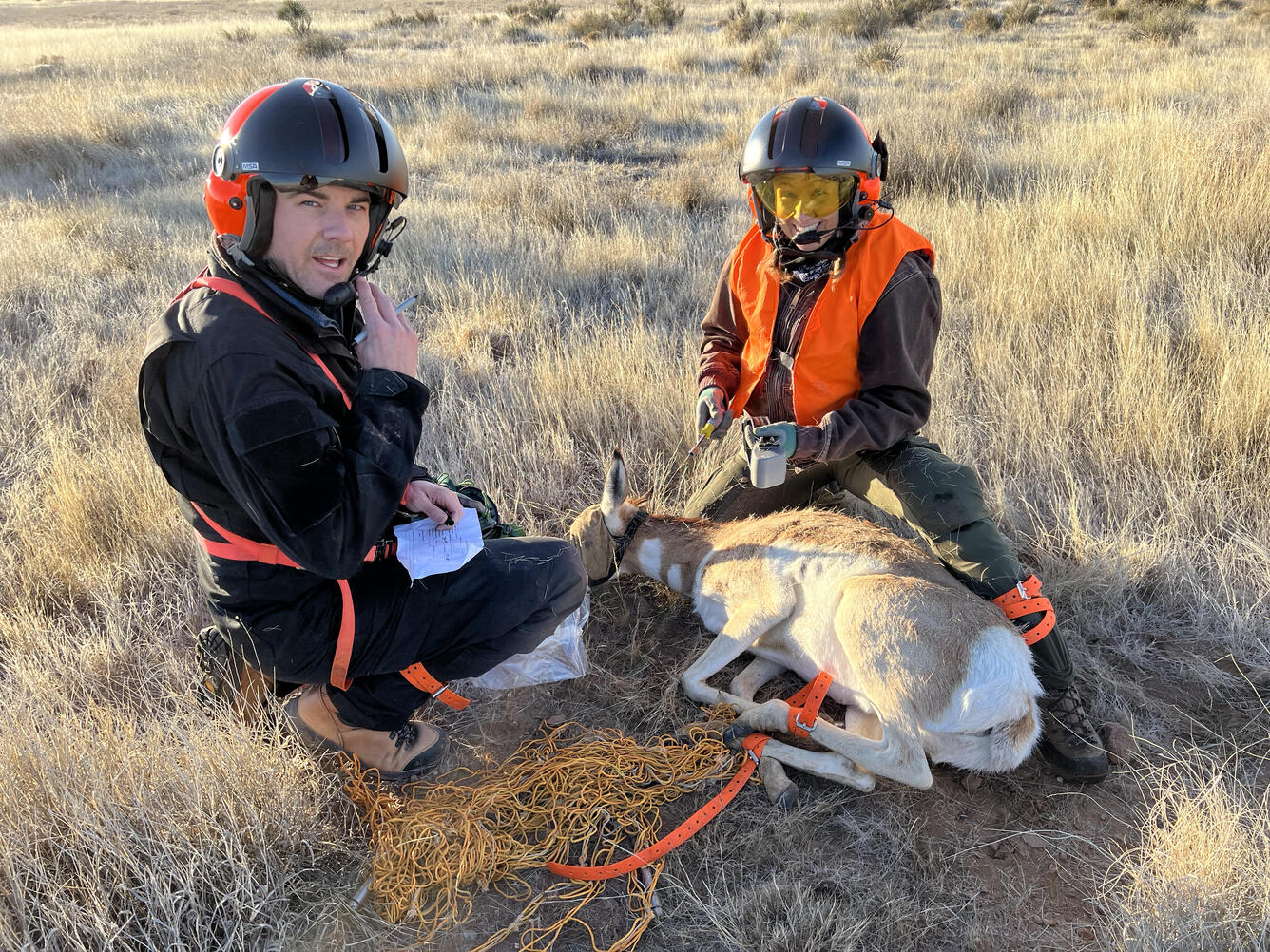 Researchers tag a pronghorn