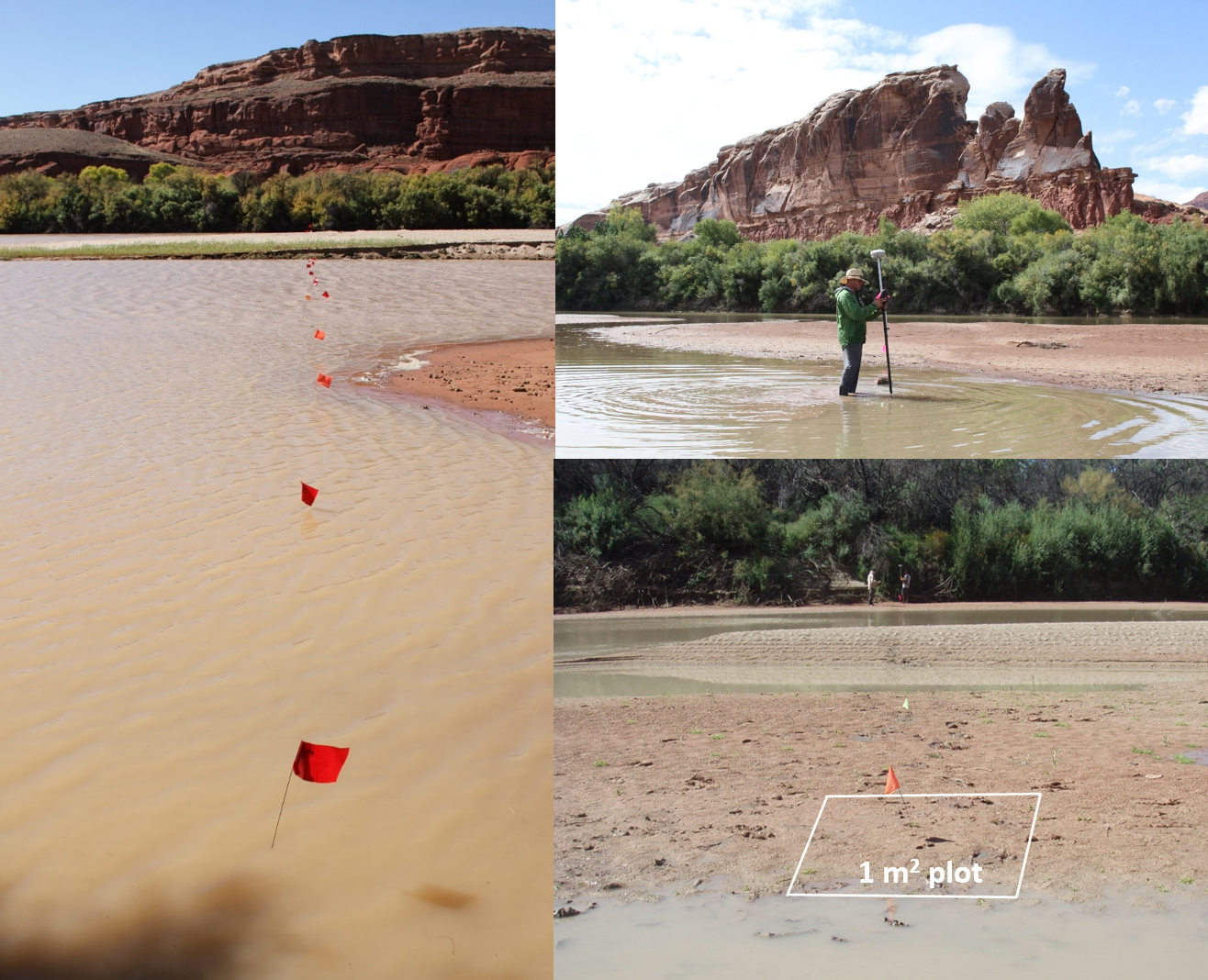 three images, one showing flags in a river, one showing a man with instrument in a river, and another showing a plot