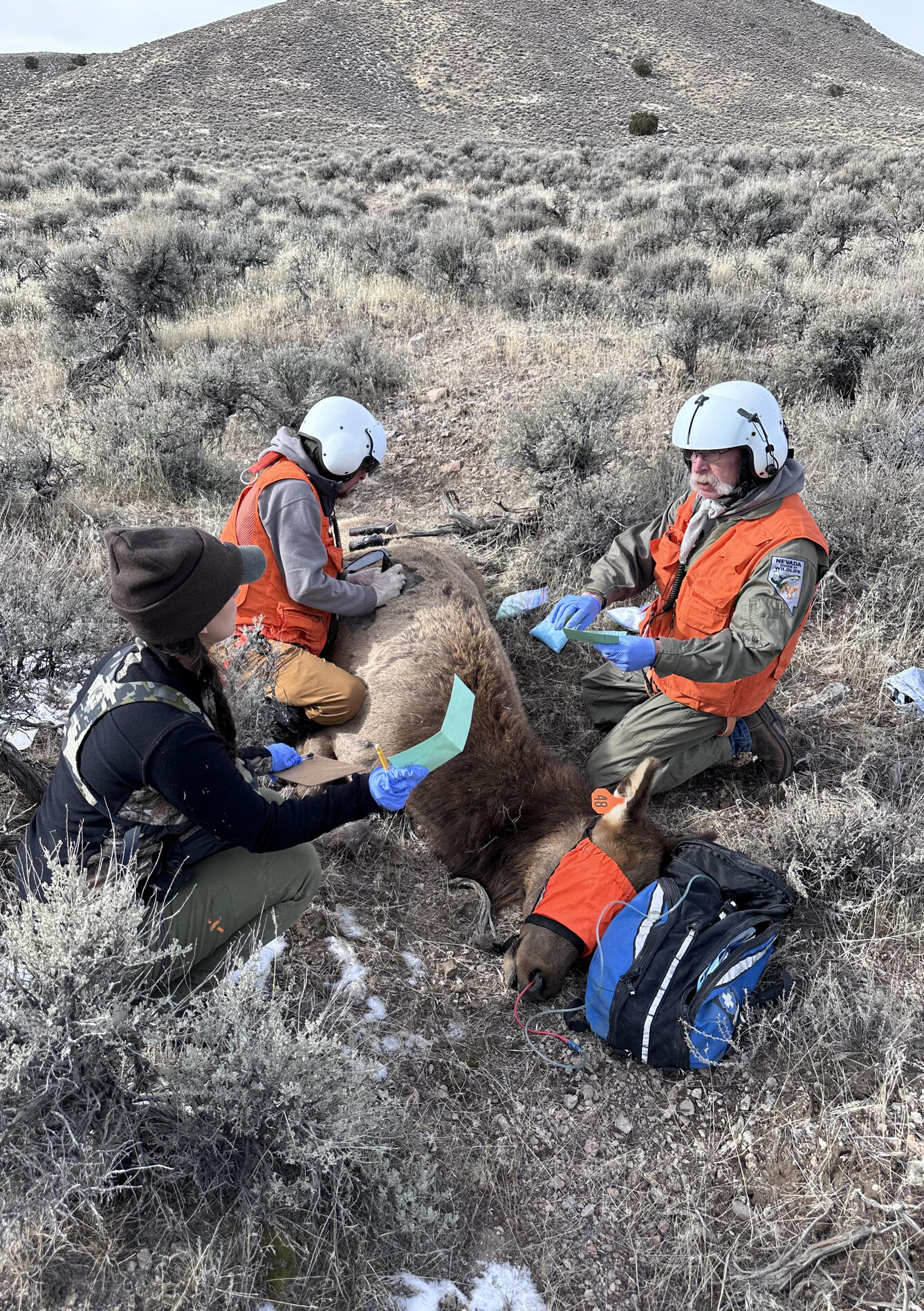 A cow elk is sedated for sample collection and surrounded by three researchers in Nevada.