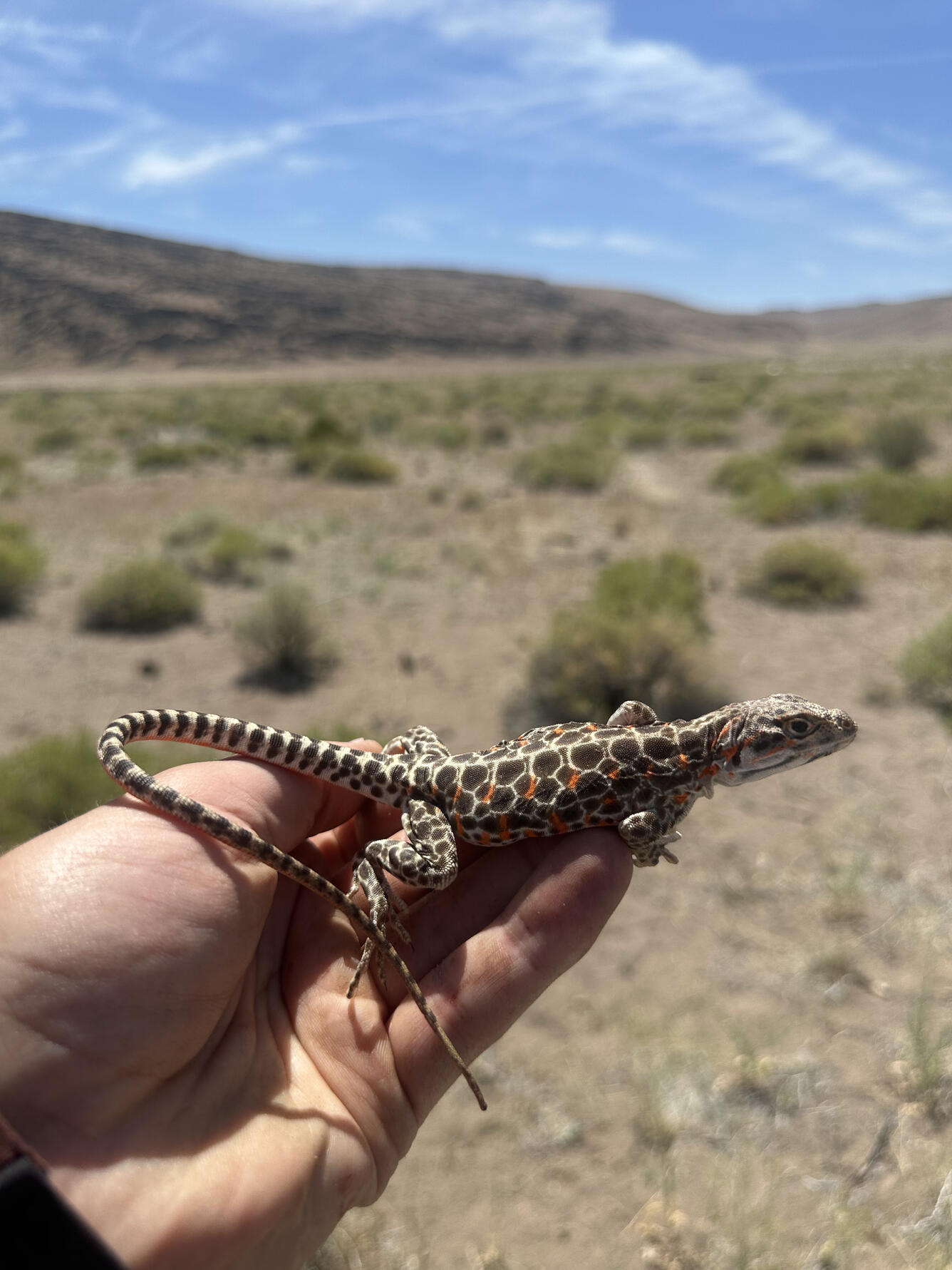 A female long-nosed leopard lizard in Nevada held by a researcher. 