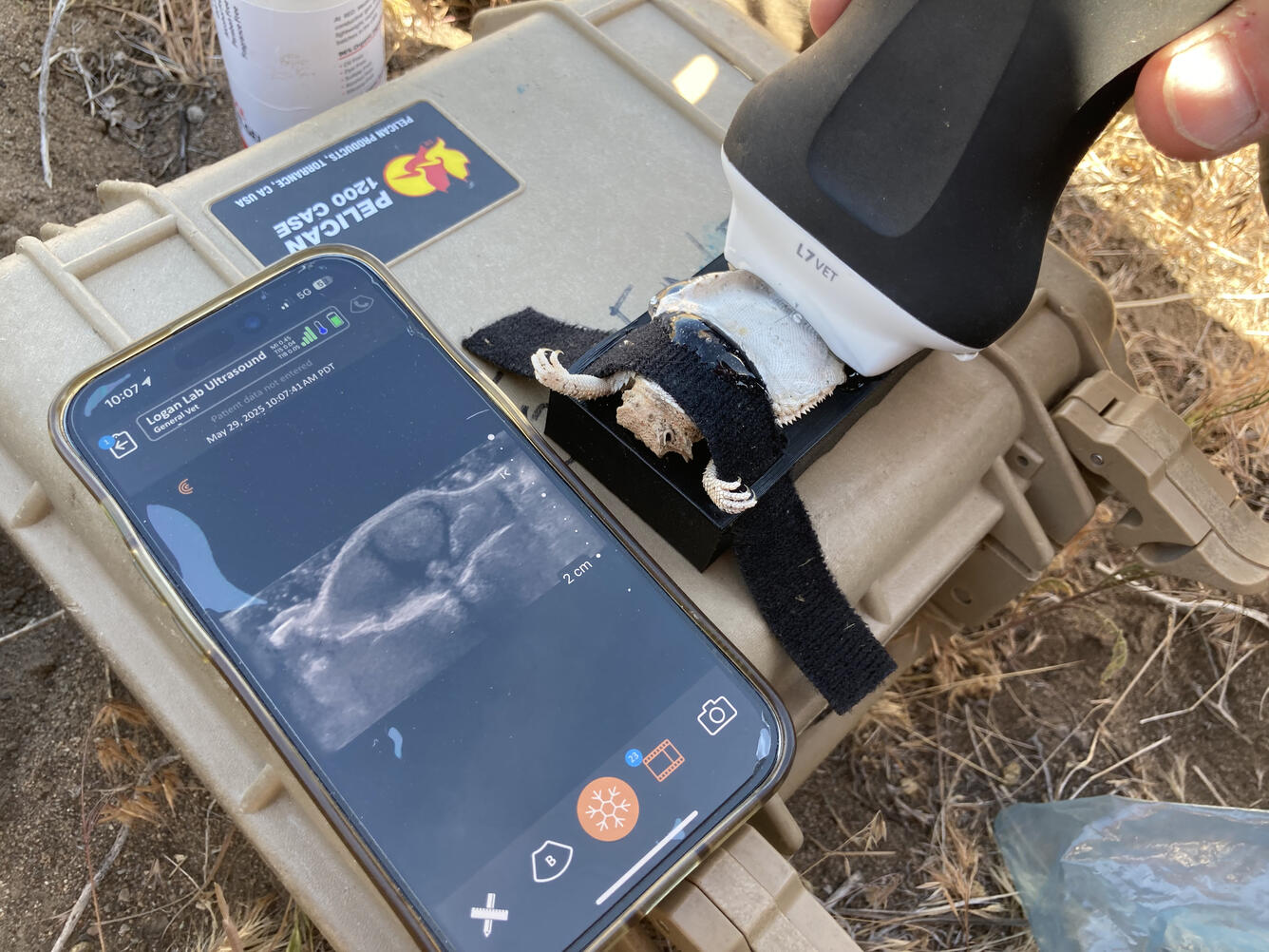 A gravid female desert horned lizard getting an ultrasound to count eggs. 