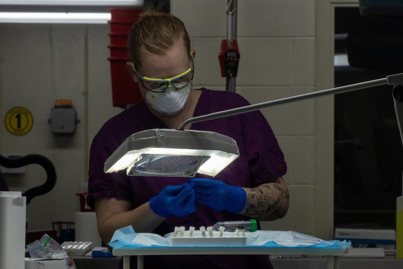 USGS scientist holds a tube with a skin swab from a salamander.