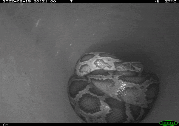 a large snake curled up inside of a tube, an animal moves across the screen halfway through