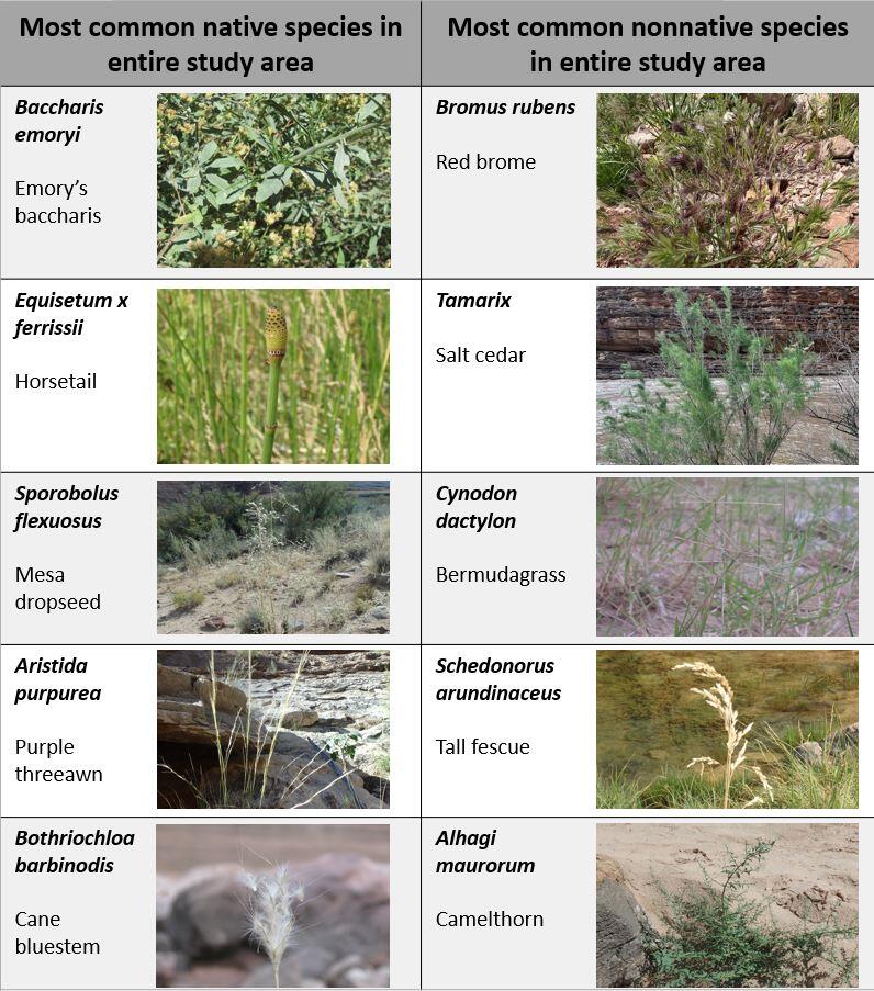 A table with photos of common native and nonnative plant species along the Colorado River downstream of Glen Canyon Dam
