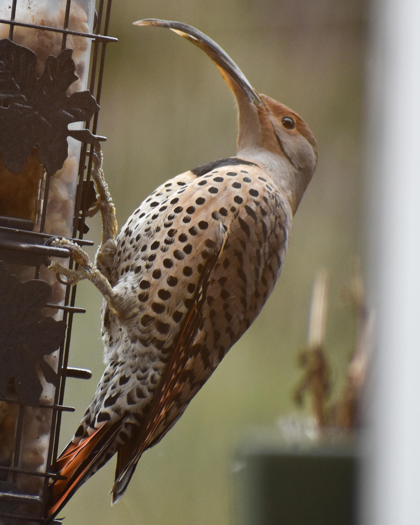 Brownish-gray bird with a spotted belly and an elongated beak at a bird feeder.