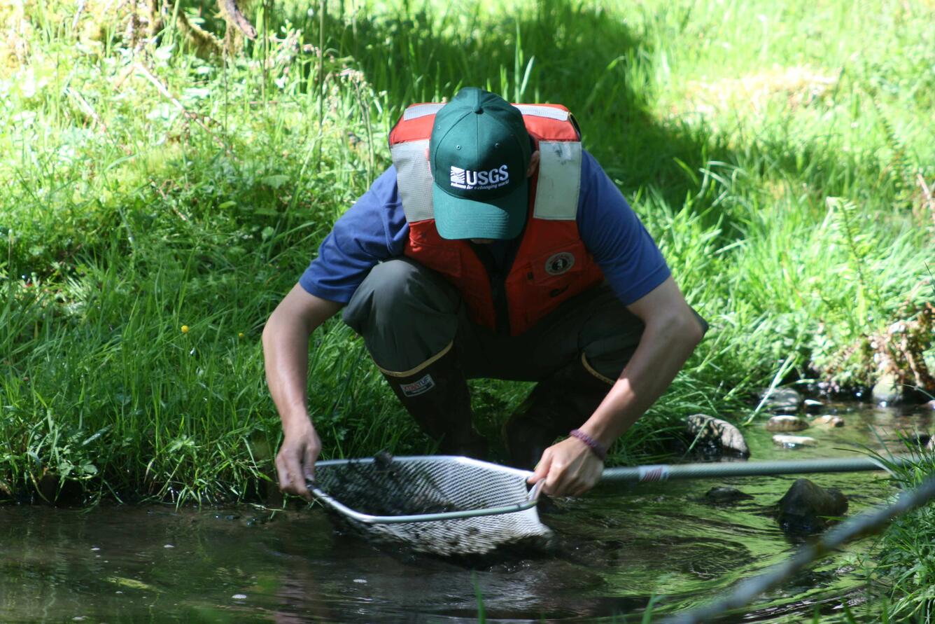 USGS scientist collects dragonfly larvae from Olympic National Park. 