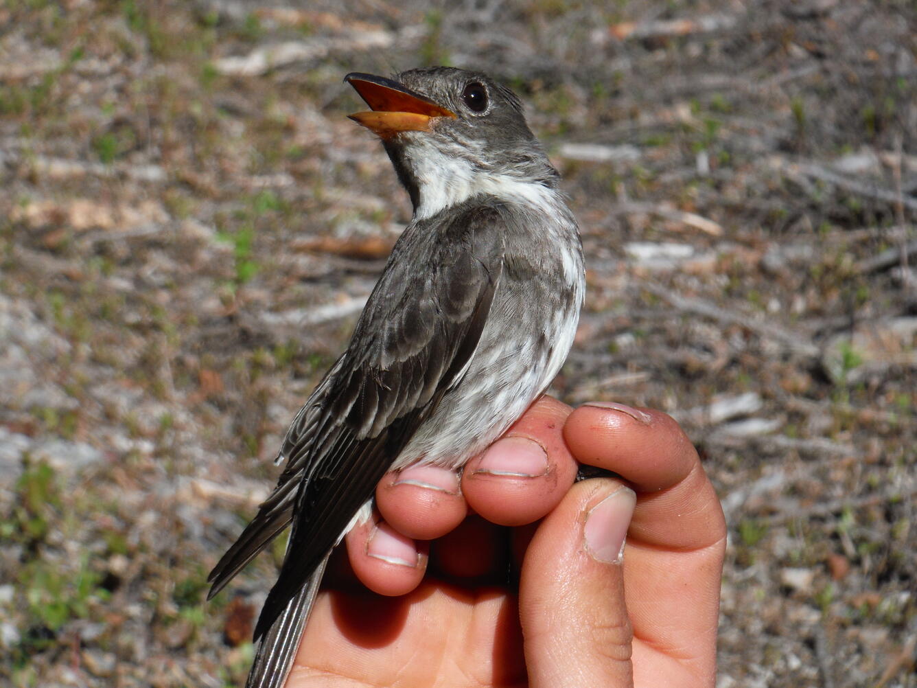Scientist holding Olive-sided Flycatcher between their fingers.