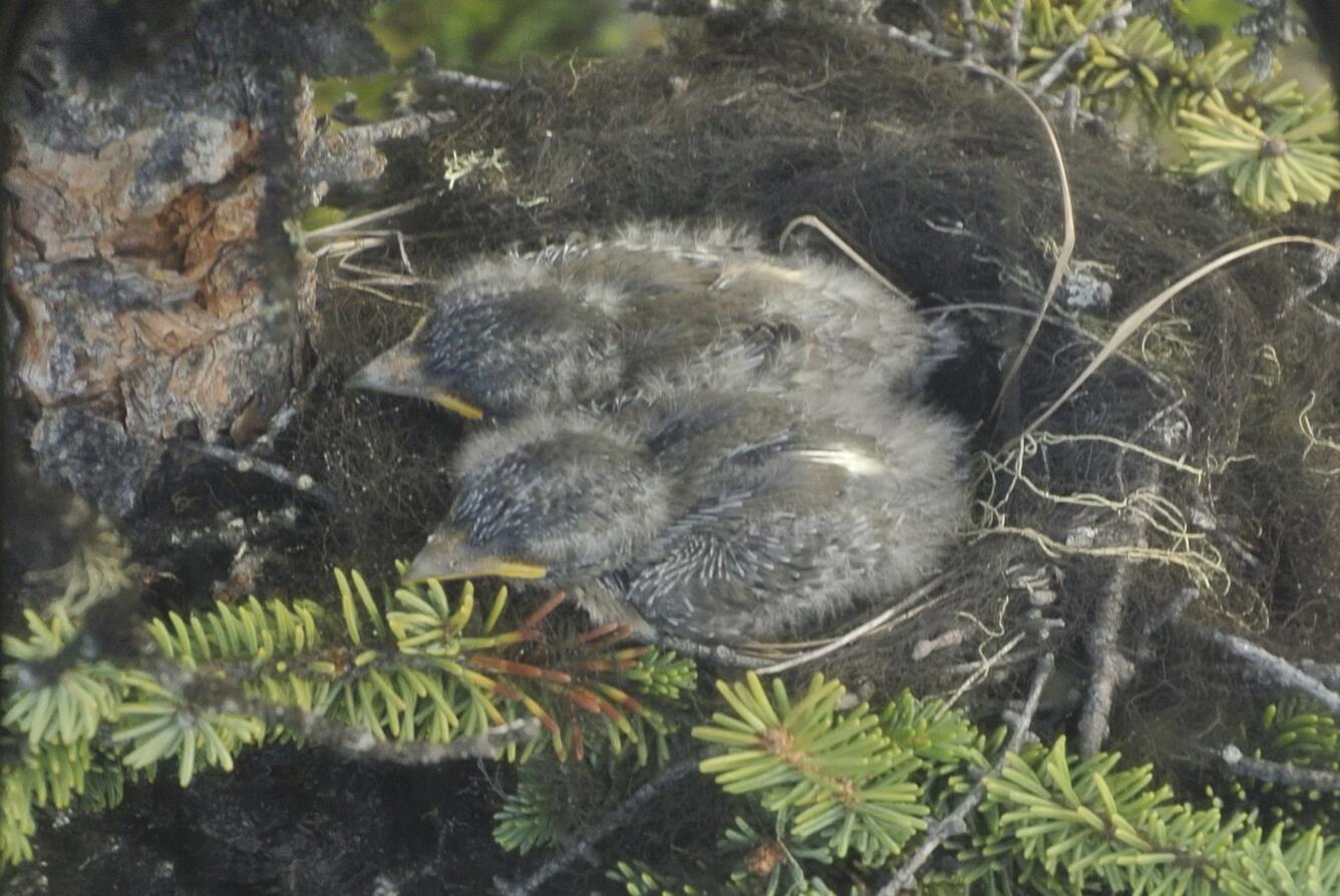 Two Olive-sided Flycatcher chicks in nest constructed of sticks and lined with lichen.