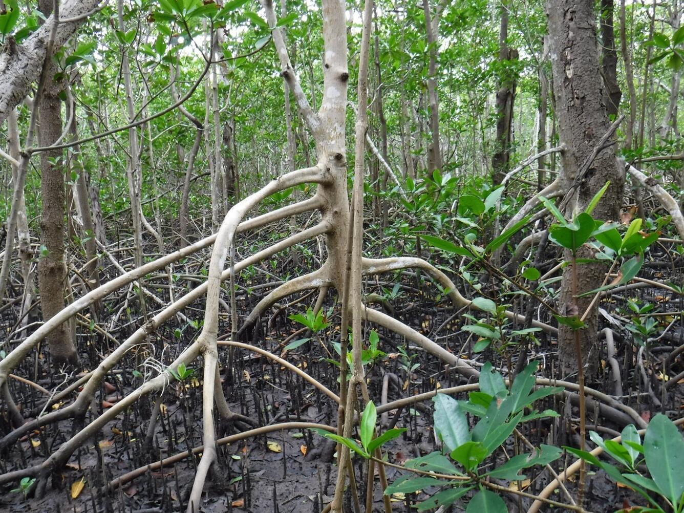 mangrove forest in Everglades National Park