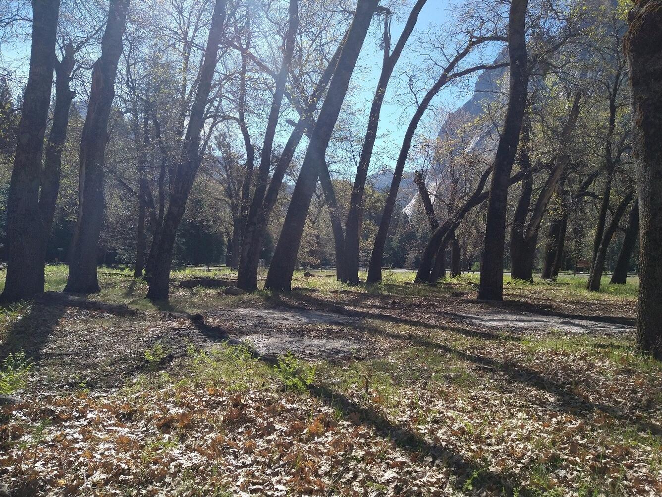 OAK GROVE AND FALLEN LEAVES ON A SUNNY DAY
