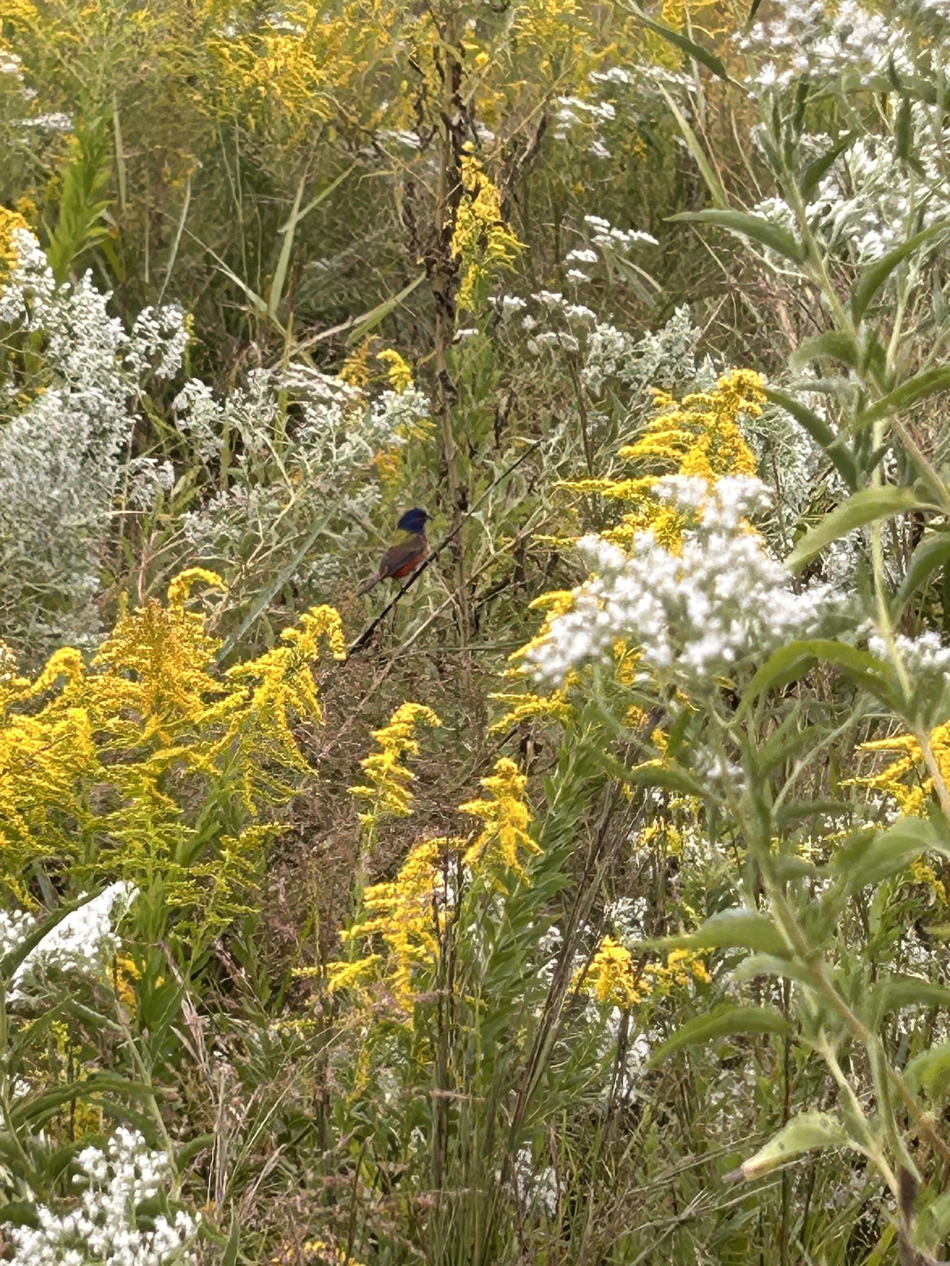 Painting bunting (Passerina ciris) in the restored coastal prairie at WARC's Lafayette, LA location