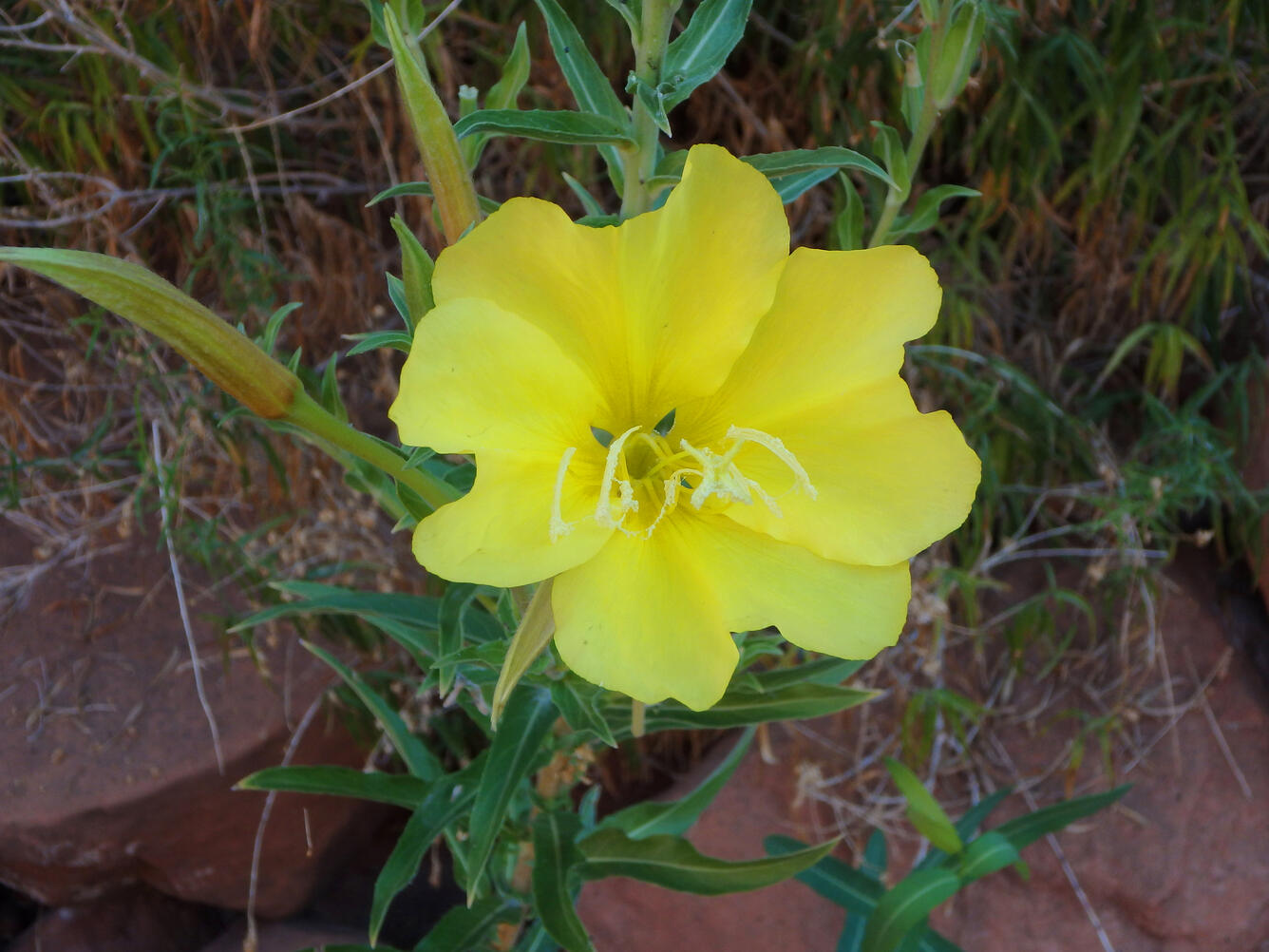 A bright yellow evening primrose flower with sepals covered in white pollen, and thin pointed green leaves against red rock