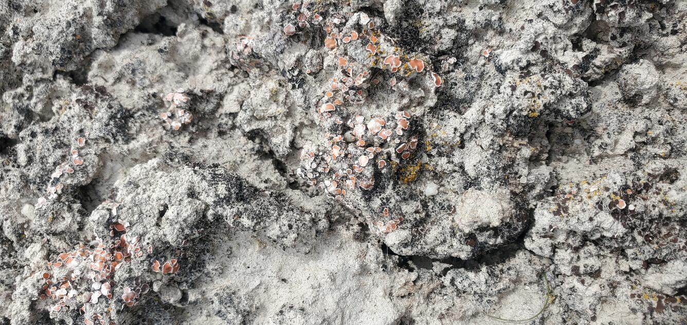 orange lichen grow on a grayish substrate