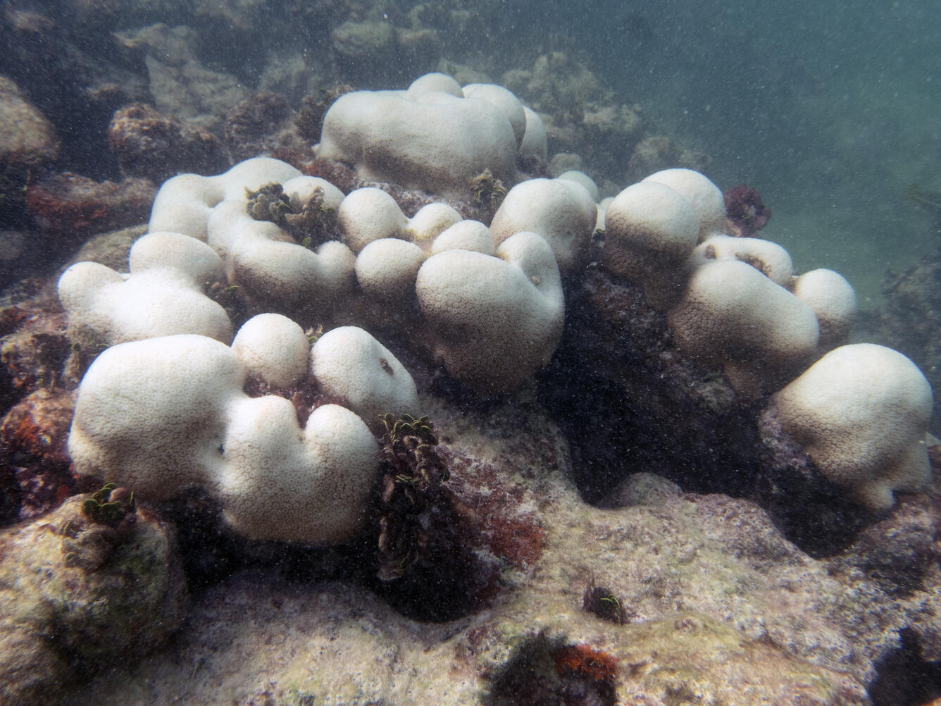Orbicella annularis bleaching during 2026 marine heatwave in the Florida Keys