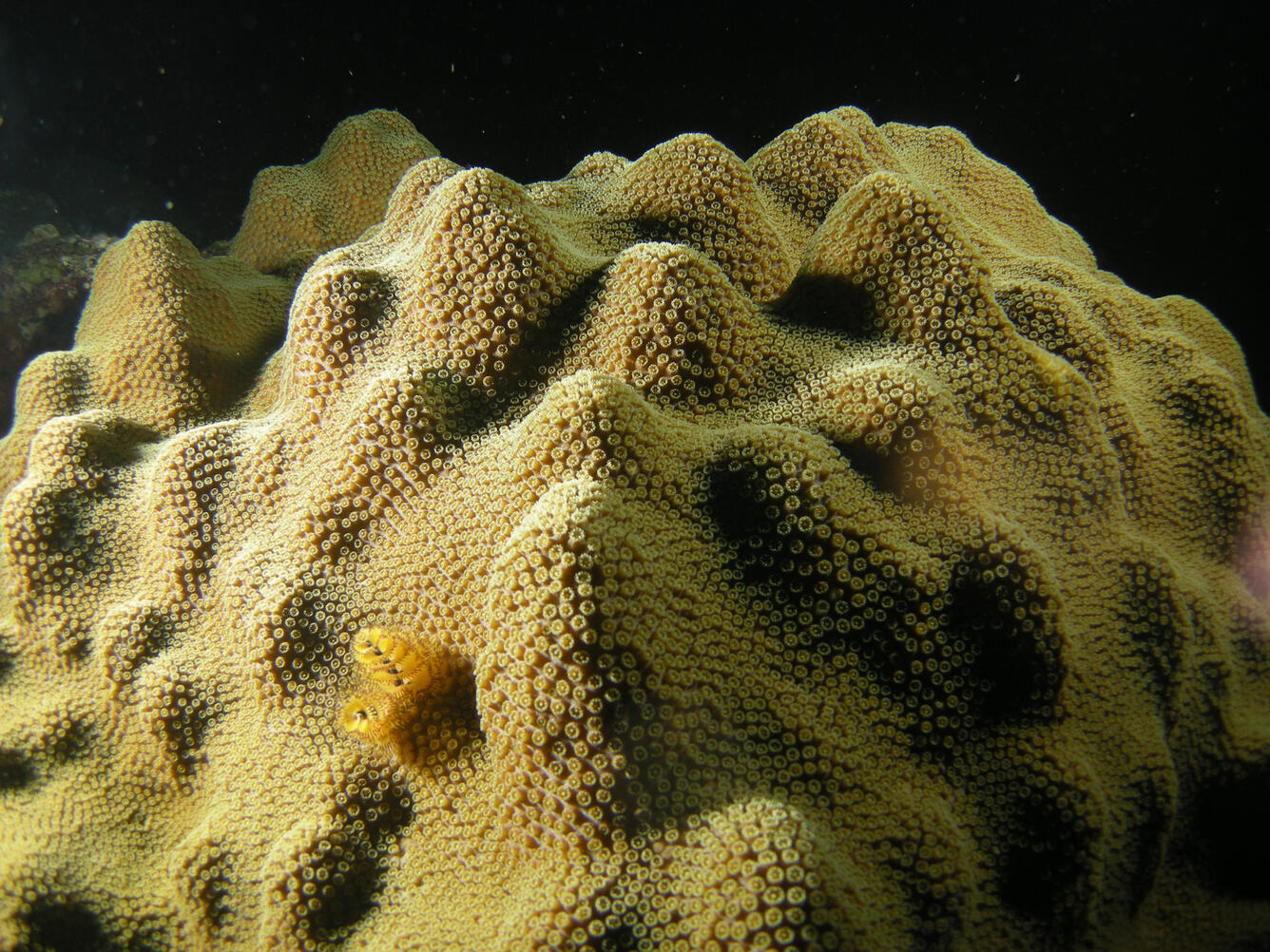 Lumpy tan coral covered with small bumps, with one tiny spiral animal clinging to it.