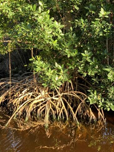 Red mangrove in Everglades National Park