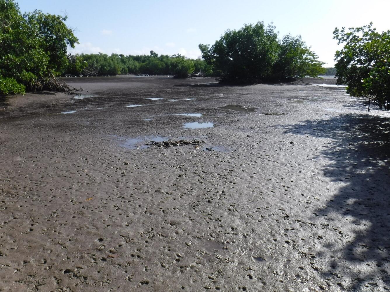 Mud flat in Everglades National Park
