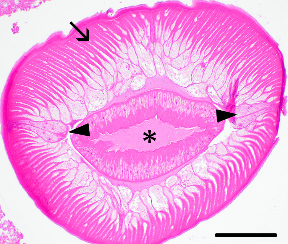 Snowy Owl -Cross section of nematode