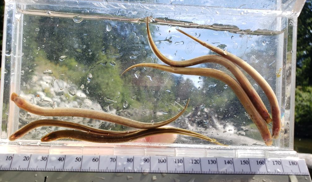 Several lamprey in a tank of water with a ruler