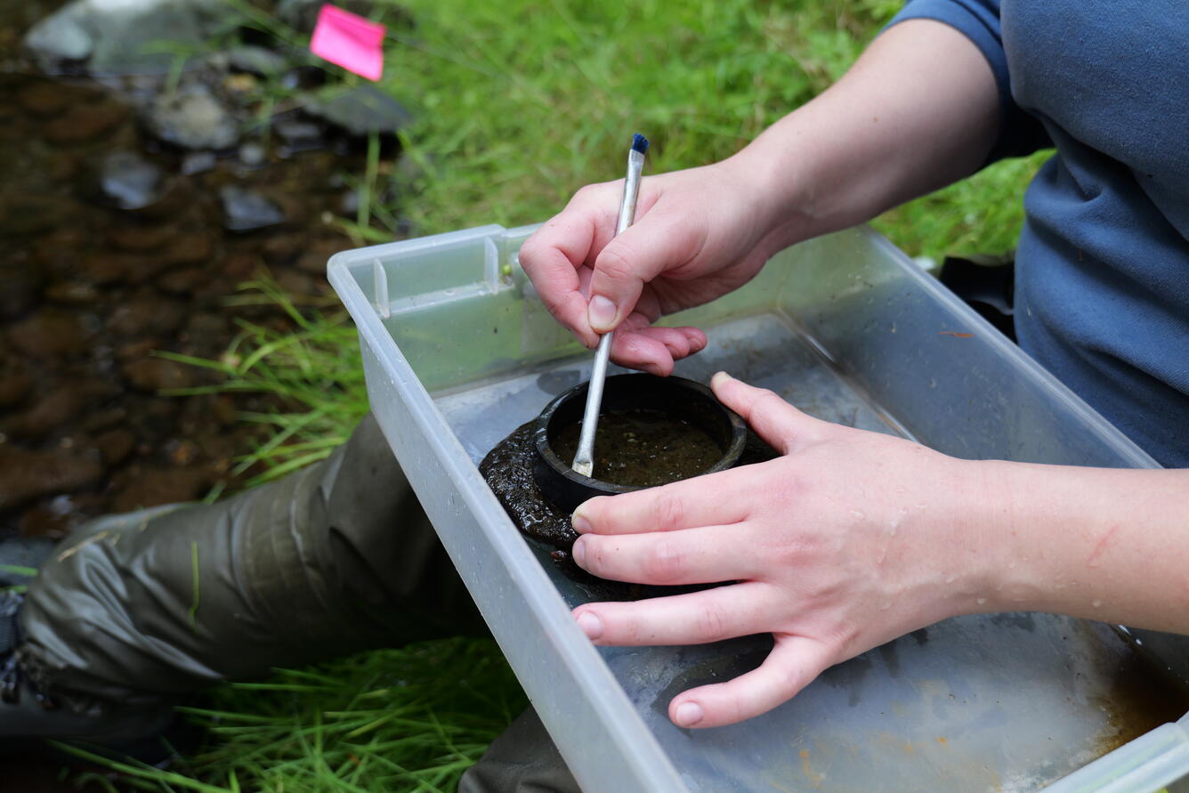 Scientist brushes rock in container